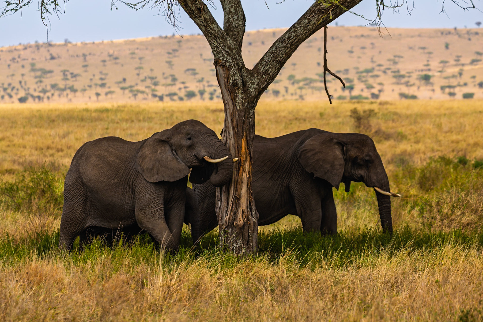 Two elephants stand by a tree in Serengeti National Park, Tanzania, seeking shade from the sun.