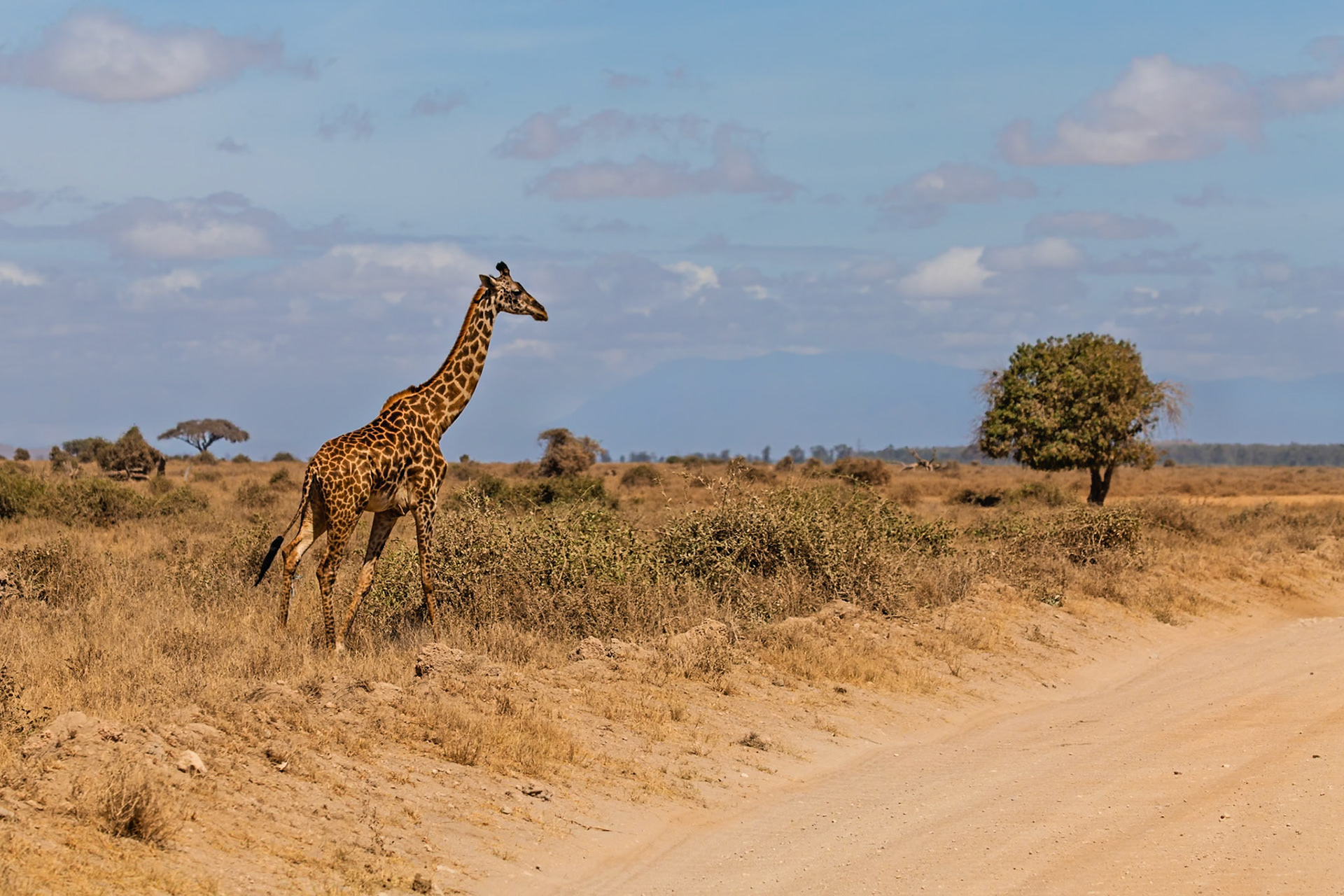 A giraffe is walking in Amboseli National Park, Kenya. It is walking near a dirt road, and there are trees and bushes in the background.