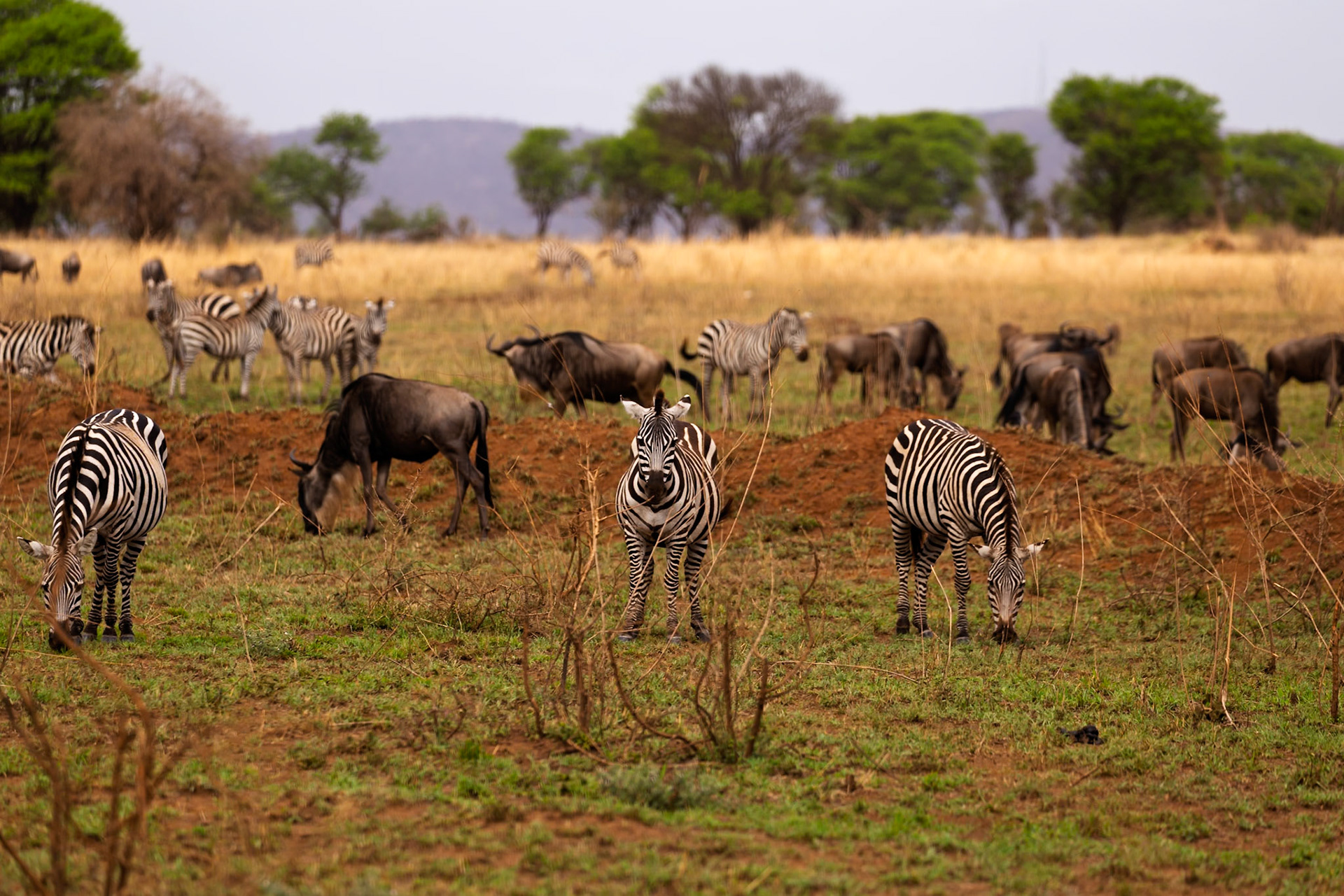 Zebras and wildebeest graze together in Serengeti National Park, Tanzania, coexisting in their natural habitat.