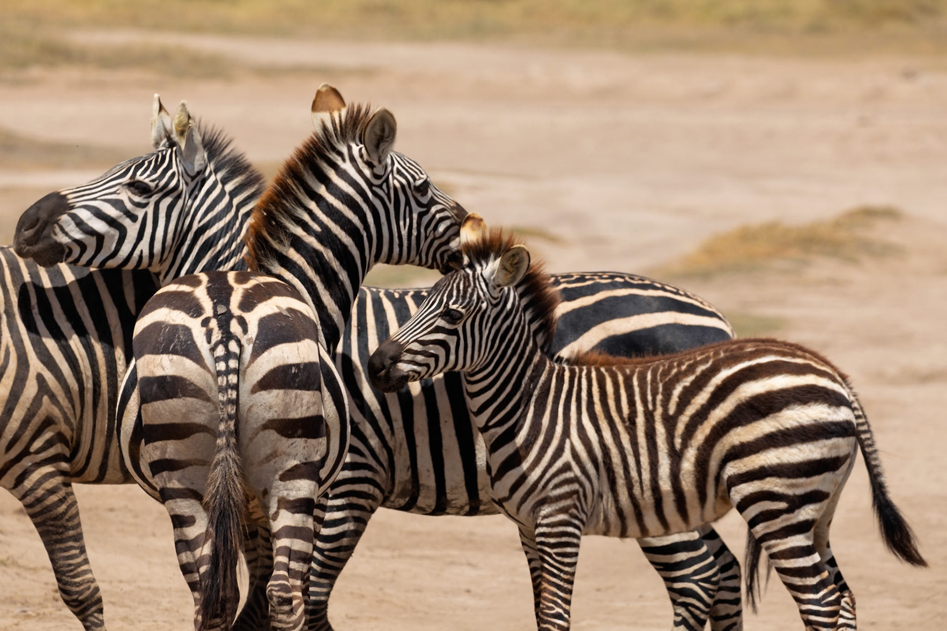 A dazzle of zebras huddle together in Kenya's Amboseli National Park, seeking comfort and protection in their numbers.