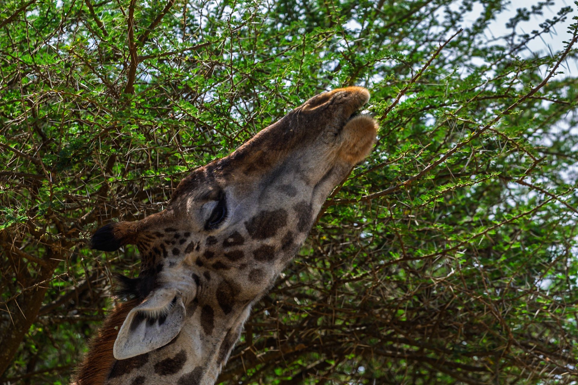A giraffe is eating leaves from a tree in Serengeti National Park, Tanzania. It is stretching its neck to reach the leaves.