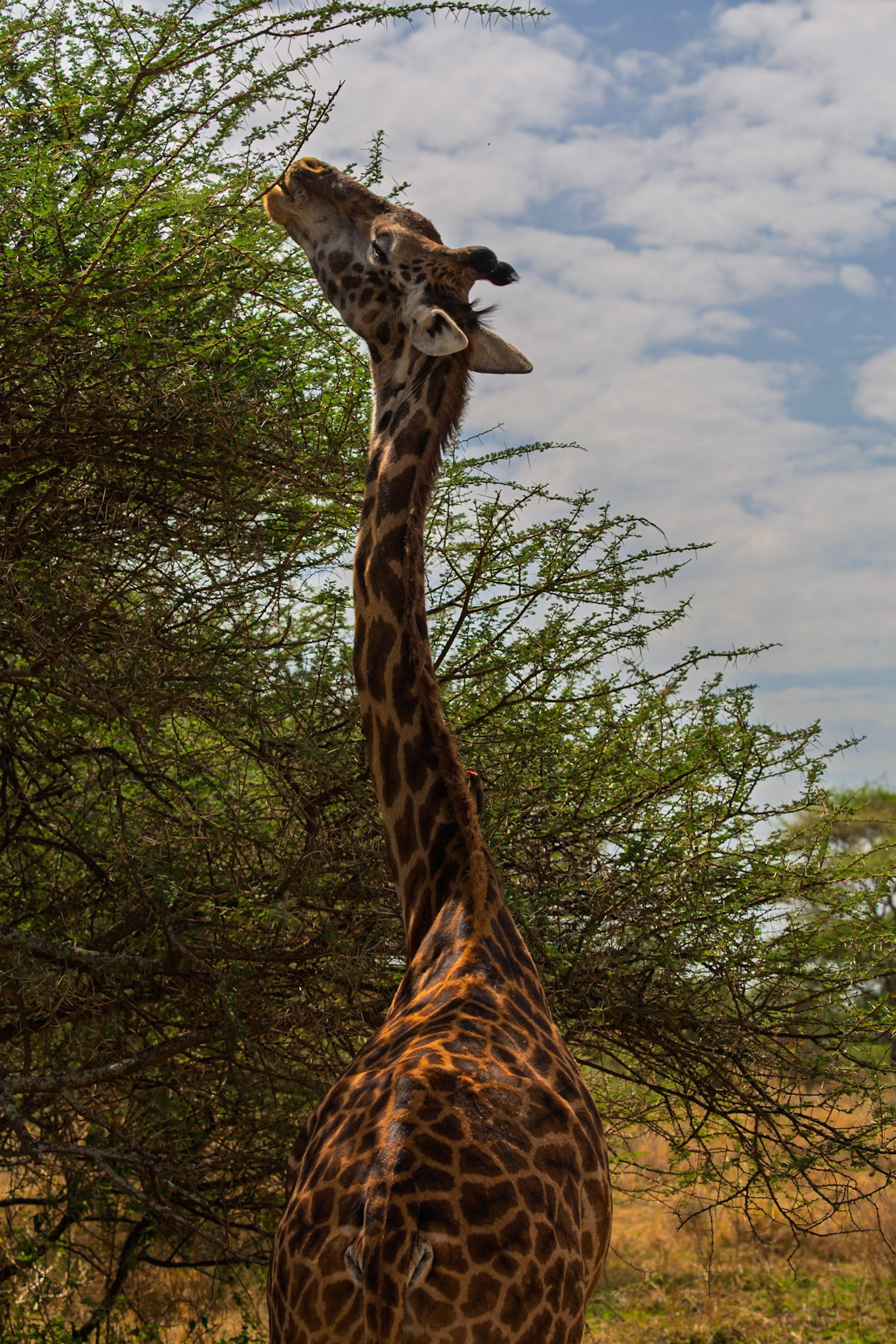A giraffe stretches its neck to reach the leaves of a tree in Serengeti National Park, Tanzania.