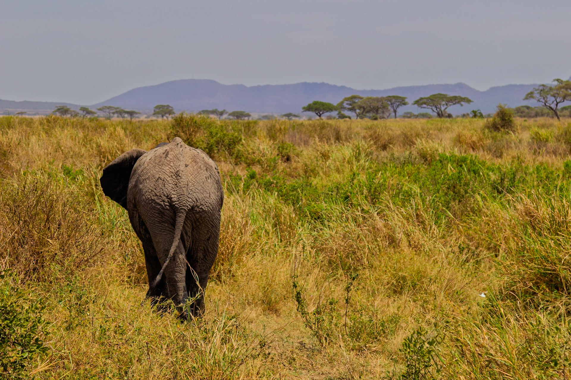 An elephant walks through the Serengeti National Park in Tanzania, foraging for food.