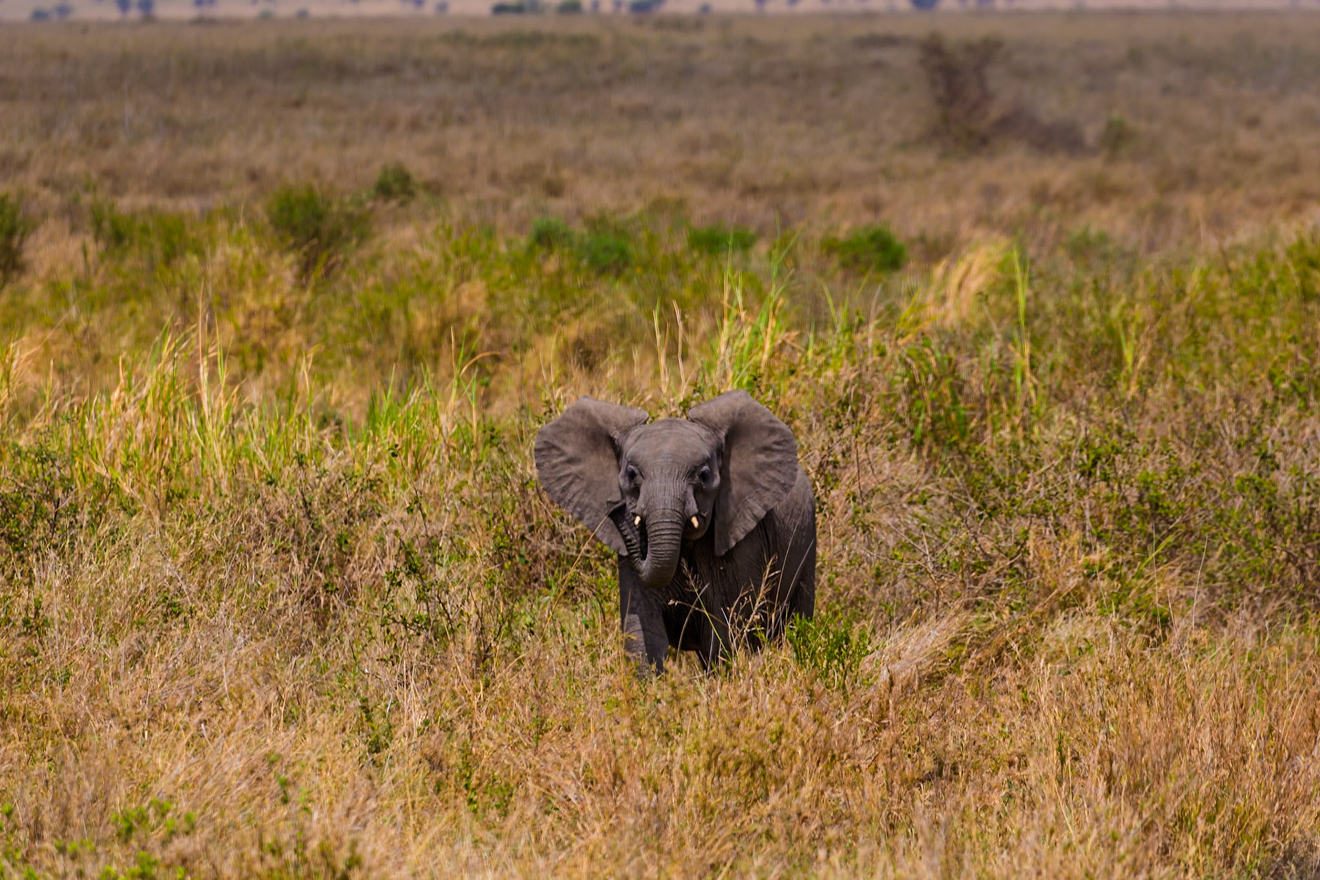 A baby elephant is walking through the tall grass in Serengeti National Park, Tanzania.