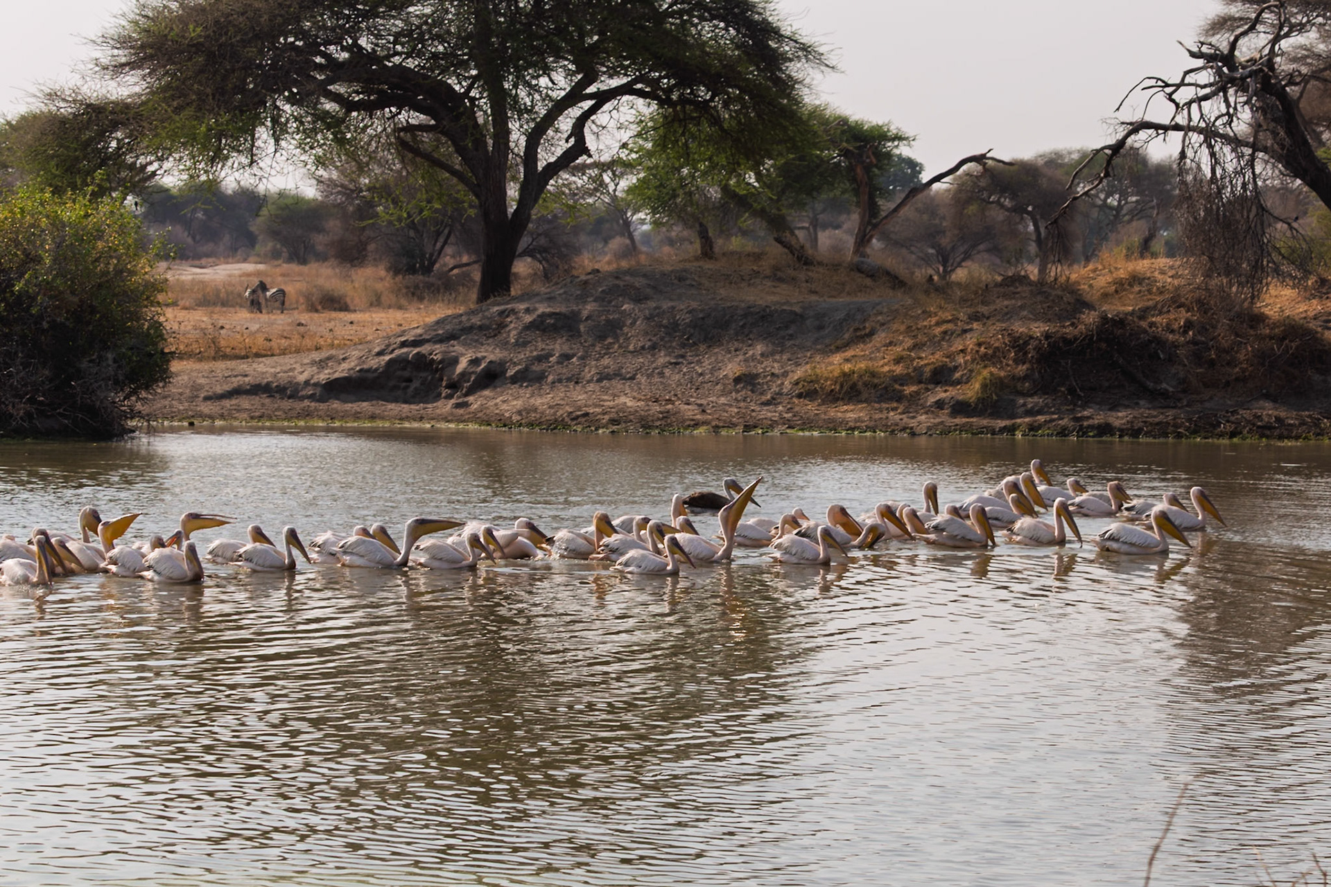 A large flock of pelicans swims in a line, likely fishing, in Tarangire National Park, Tanzania, with zebras grazing nearby.