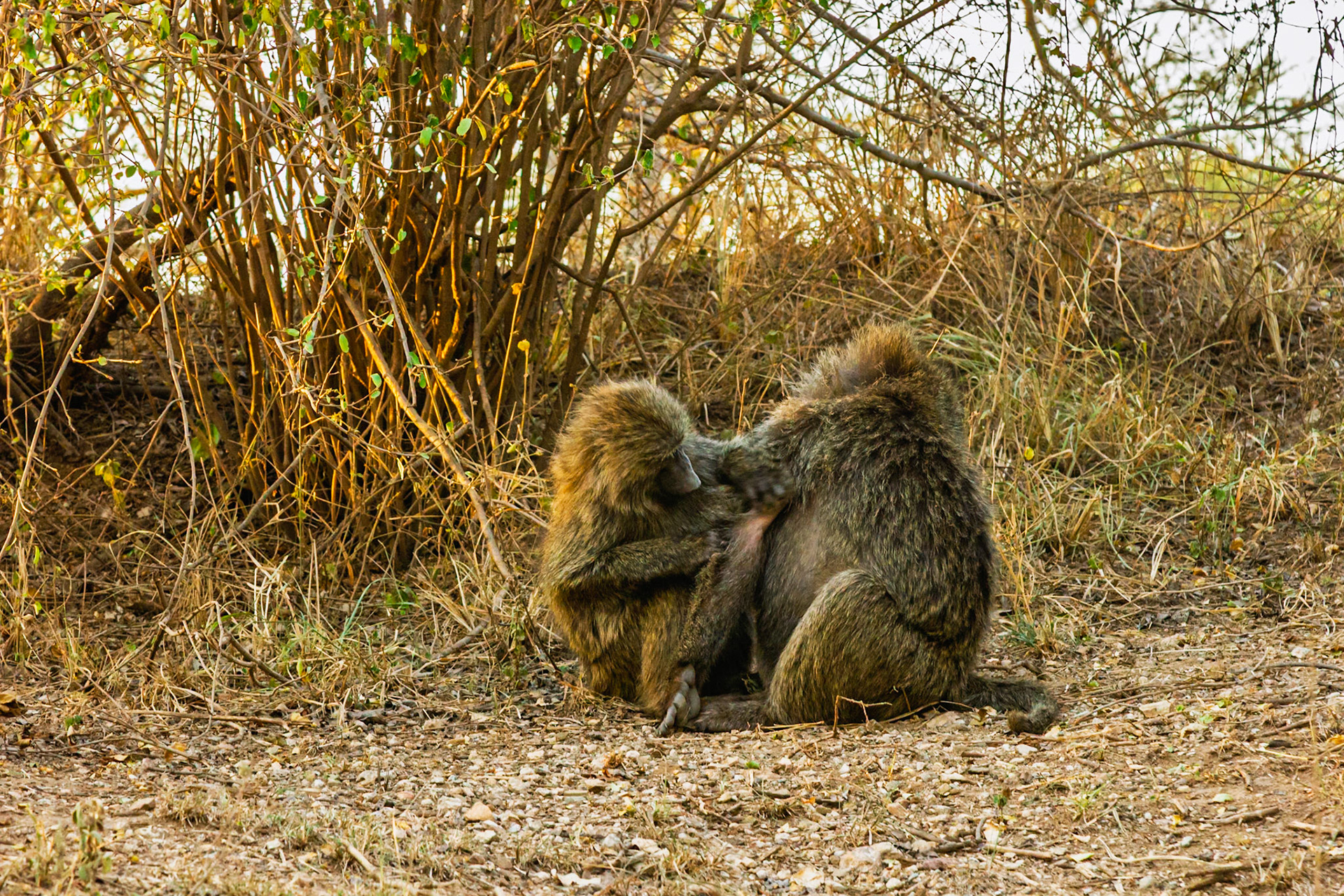 Two baboons groom each other in Serengeti National Park, Tanzania. Grooming is important for social bonding and hygiene.