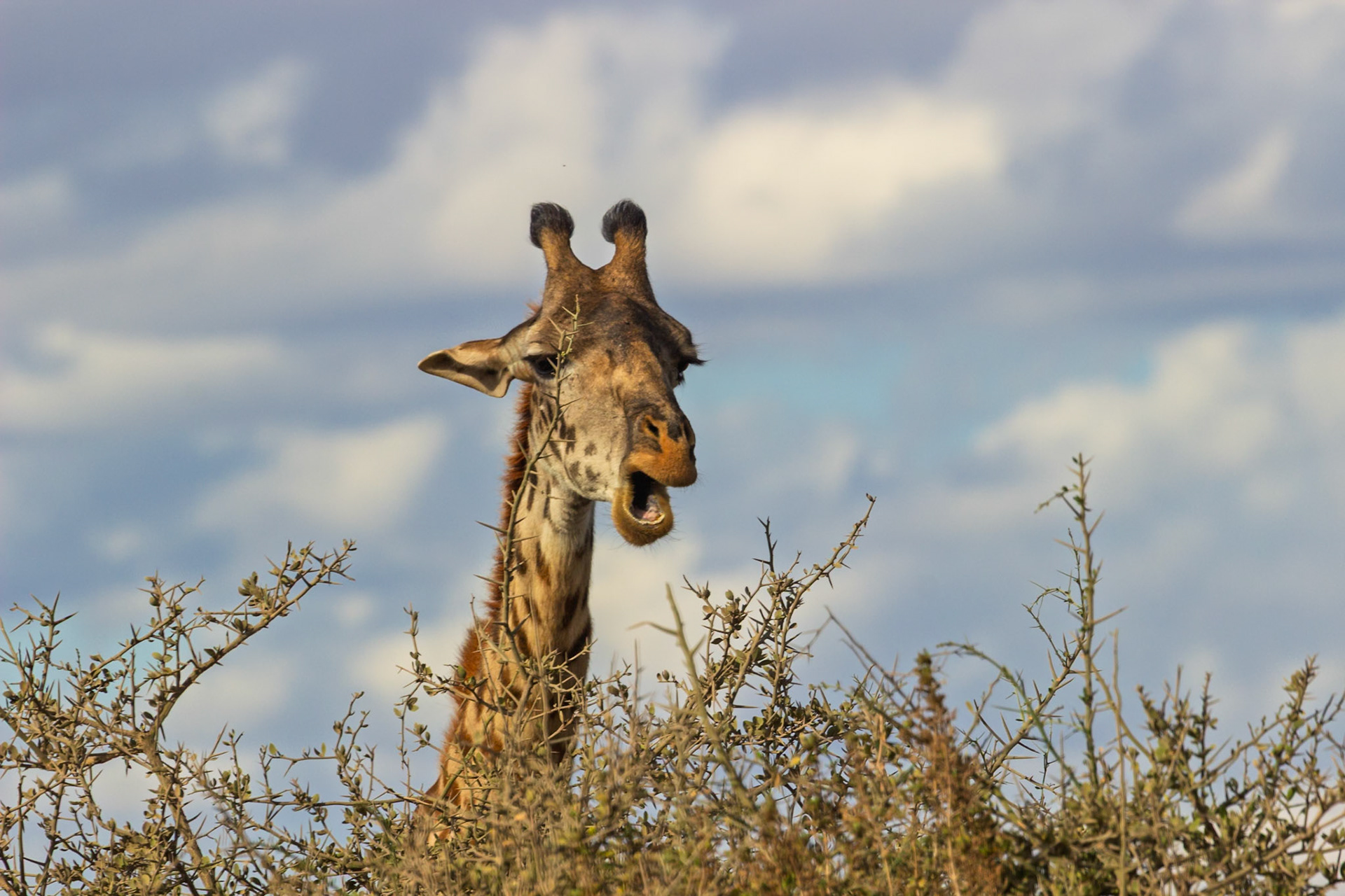 A giraffe munches on a thorny bush in Kenya's Amboseli National Park. It's eating to survive in its natural habitat.