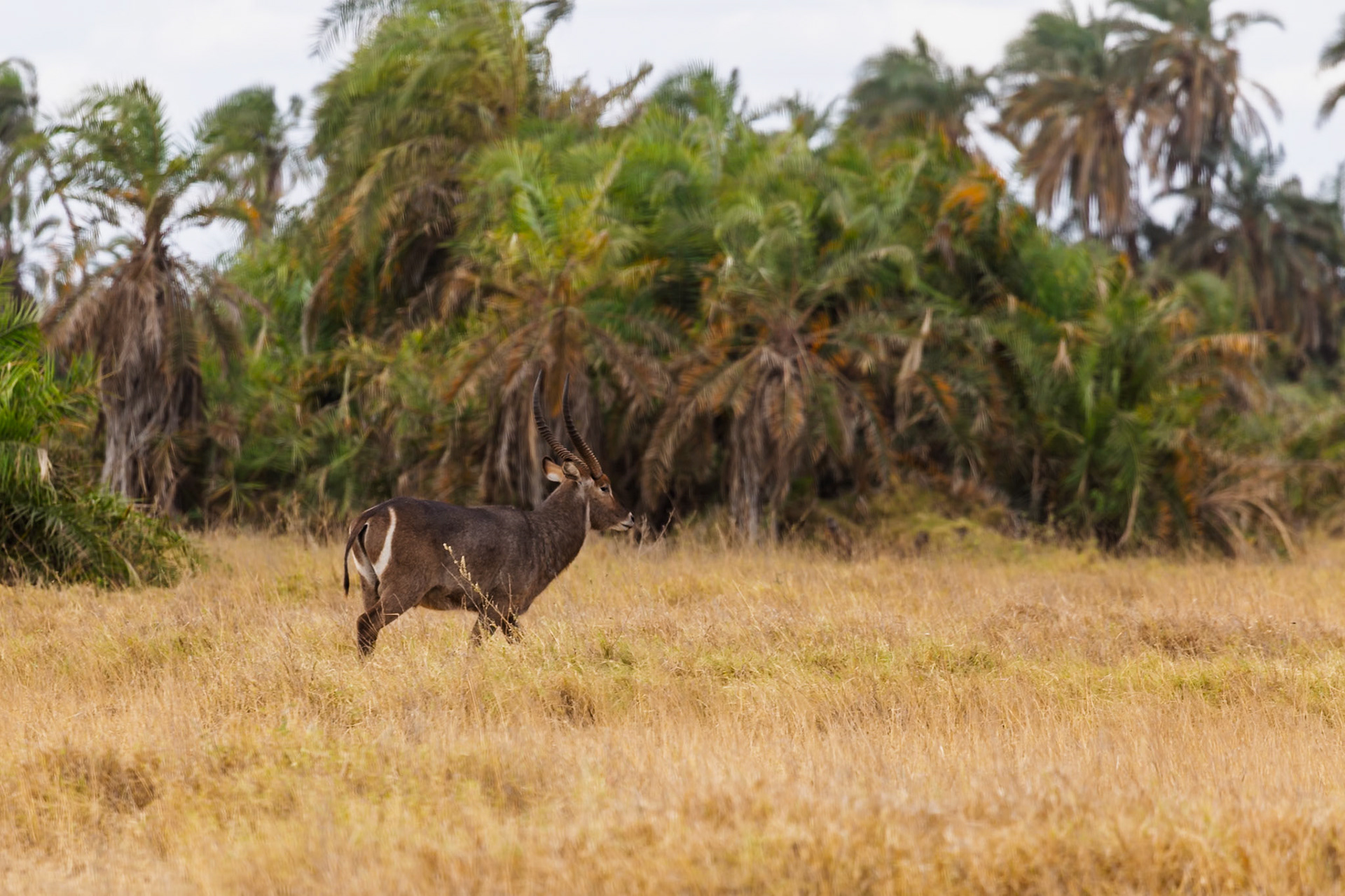 A male Waterbuck walks through the tall grass in Amboseli National Park, Kenya, searching for food.