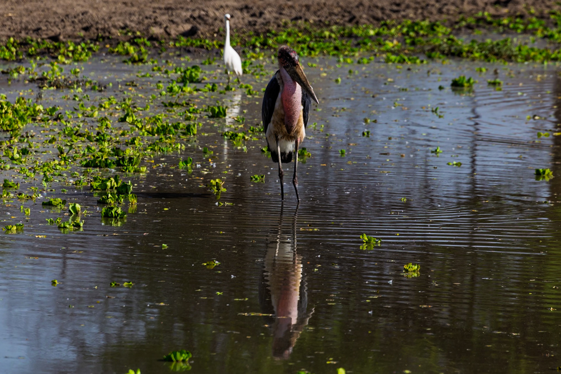 A Marabou Stork wades in the shallows of Tarangire National Park, Tanzania, likely searching for food in the water.