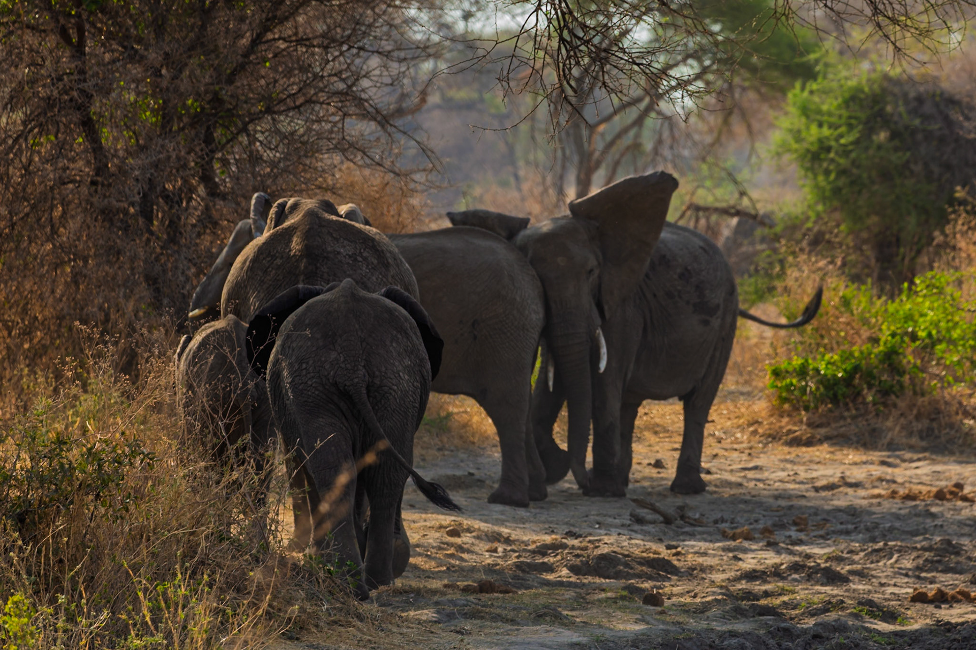 A family of elephants are walking through the brush in Tarangire National Park, Tanzania, likely in search of food and water.