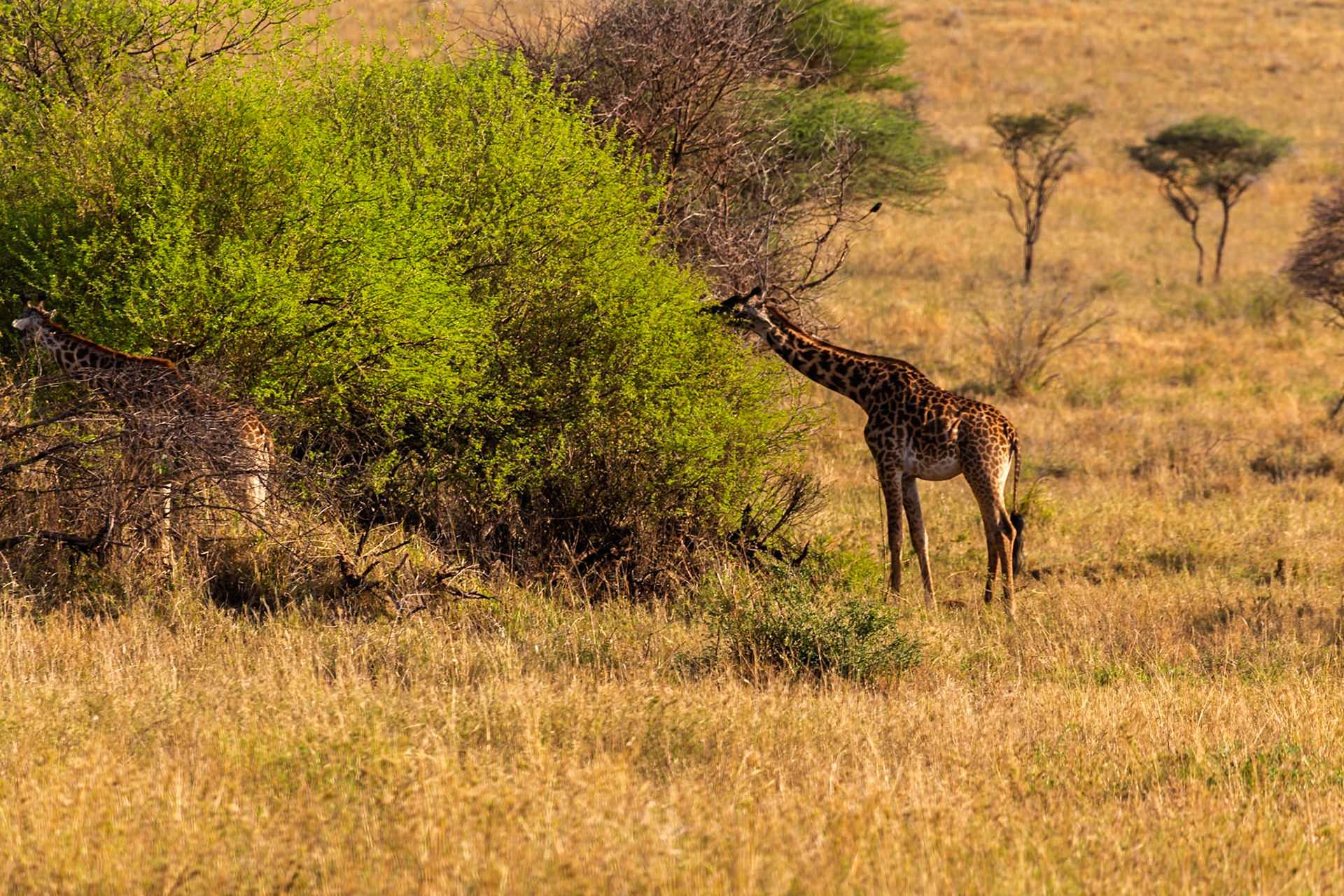Two giraffes browse on trees in Serengeti National Park, Tanzania. They are eating leaves for sustenance.