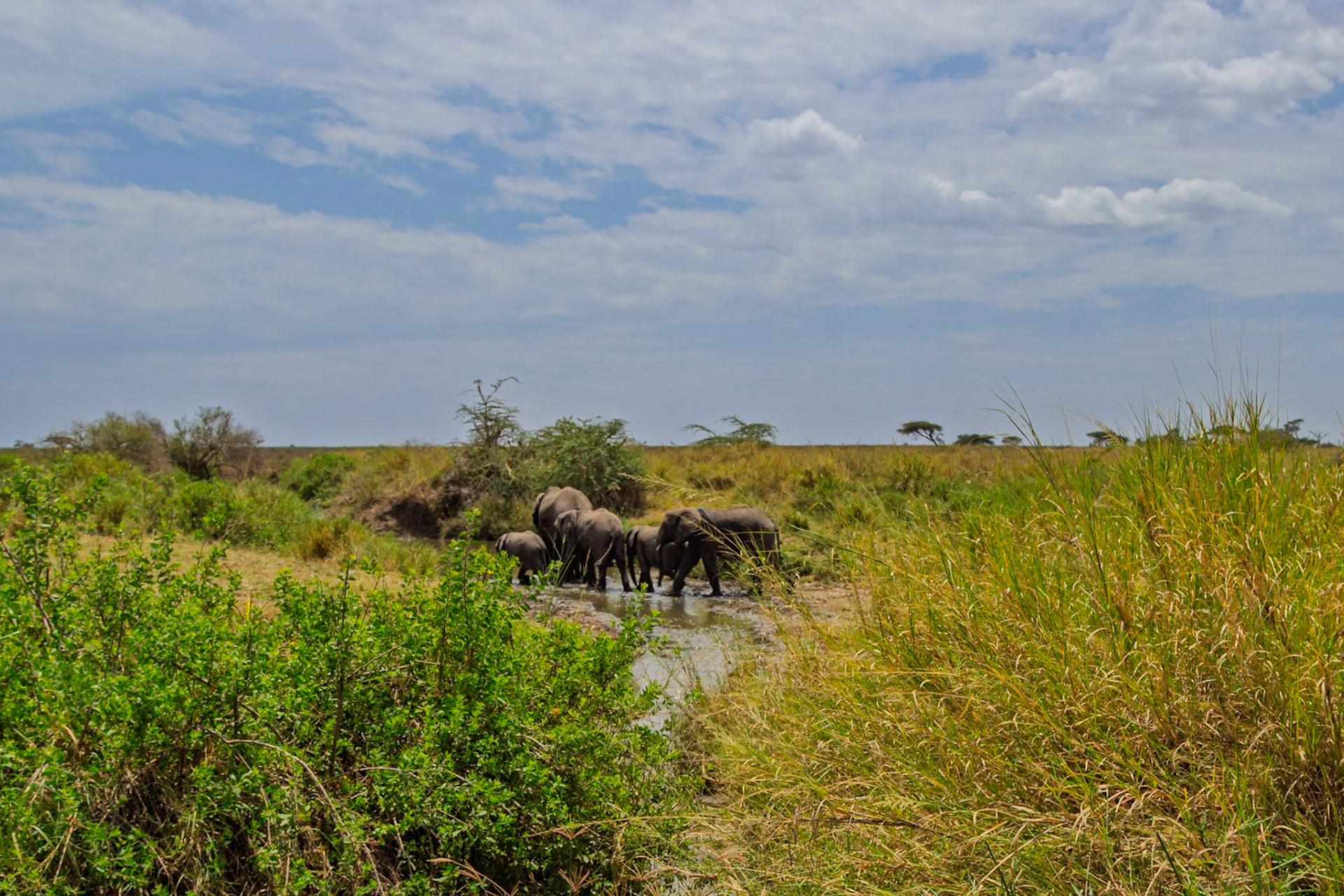 A family of elephants are drinking water in Serengeti National Park, Tanzania to hydrate and cool off.
