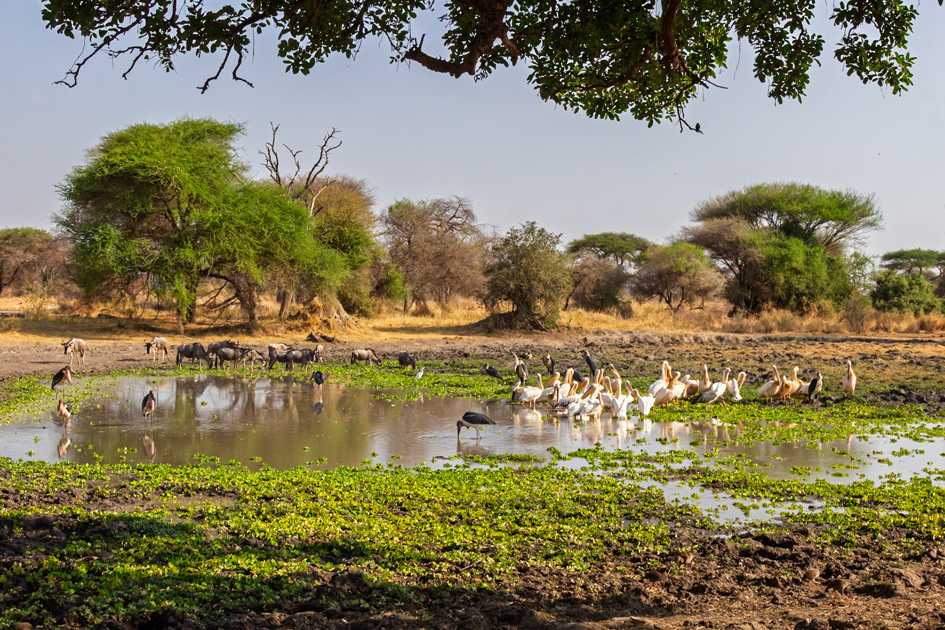 A watering hole in Tarangire National Park, Tanzania, is a popular spot for pelicans, storks, and wildebeest to gather.