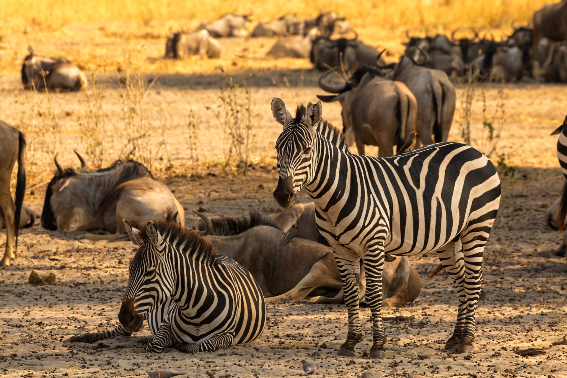 Zebras rest among wildebeest in Tanzania's Tarangire National Park. They coexist, sharing resources and space in the African savanna.