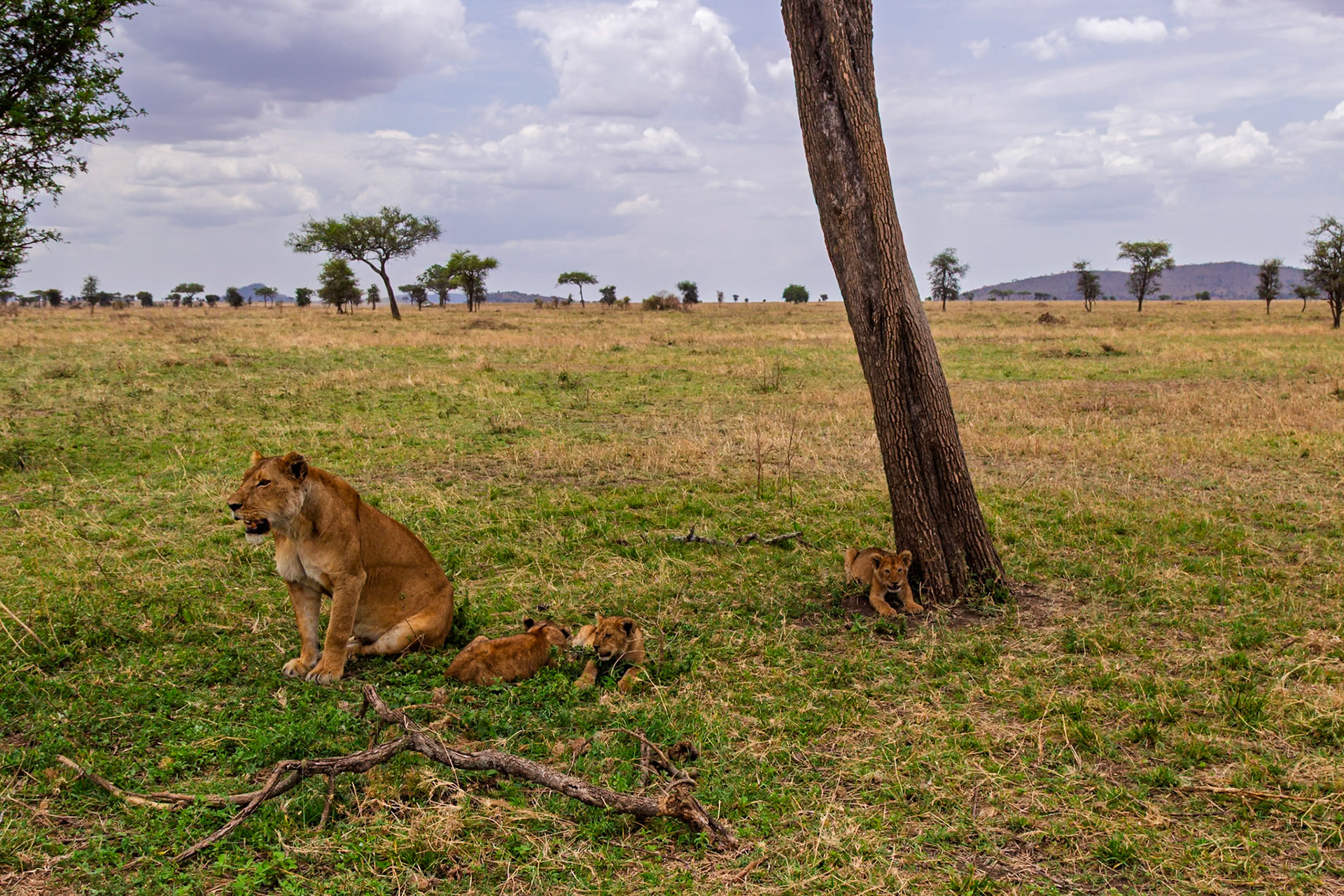 A lioness watches over her cubs in Serengeti National Park, Tanzania. The cubs are resting near a tree for shade.