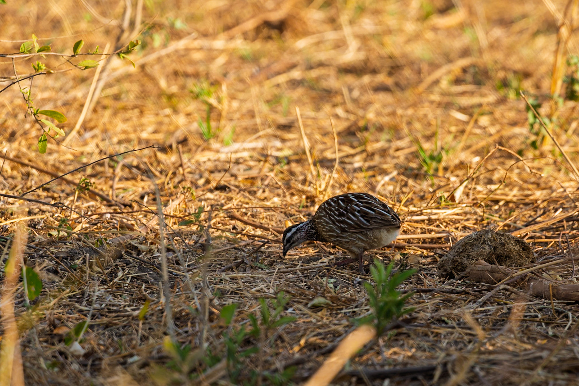 A harlequin quail forages for food in the dry brush of Tarangire National Park, Tanzania.
