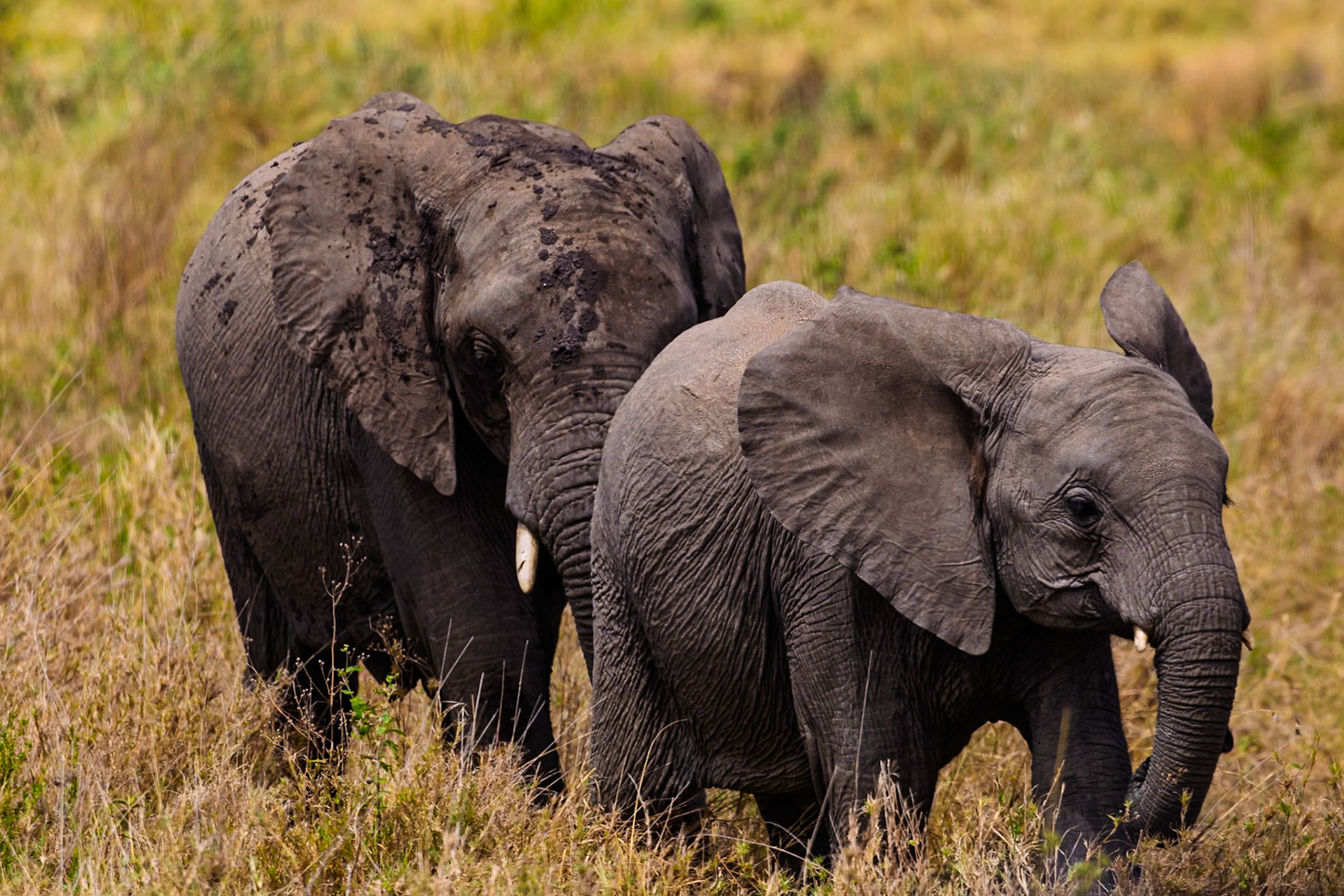 Two elephants, possibly a mother and calf, graze in the Serengeti National Park, Tanzania.