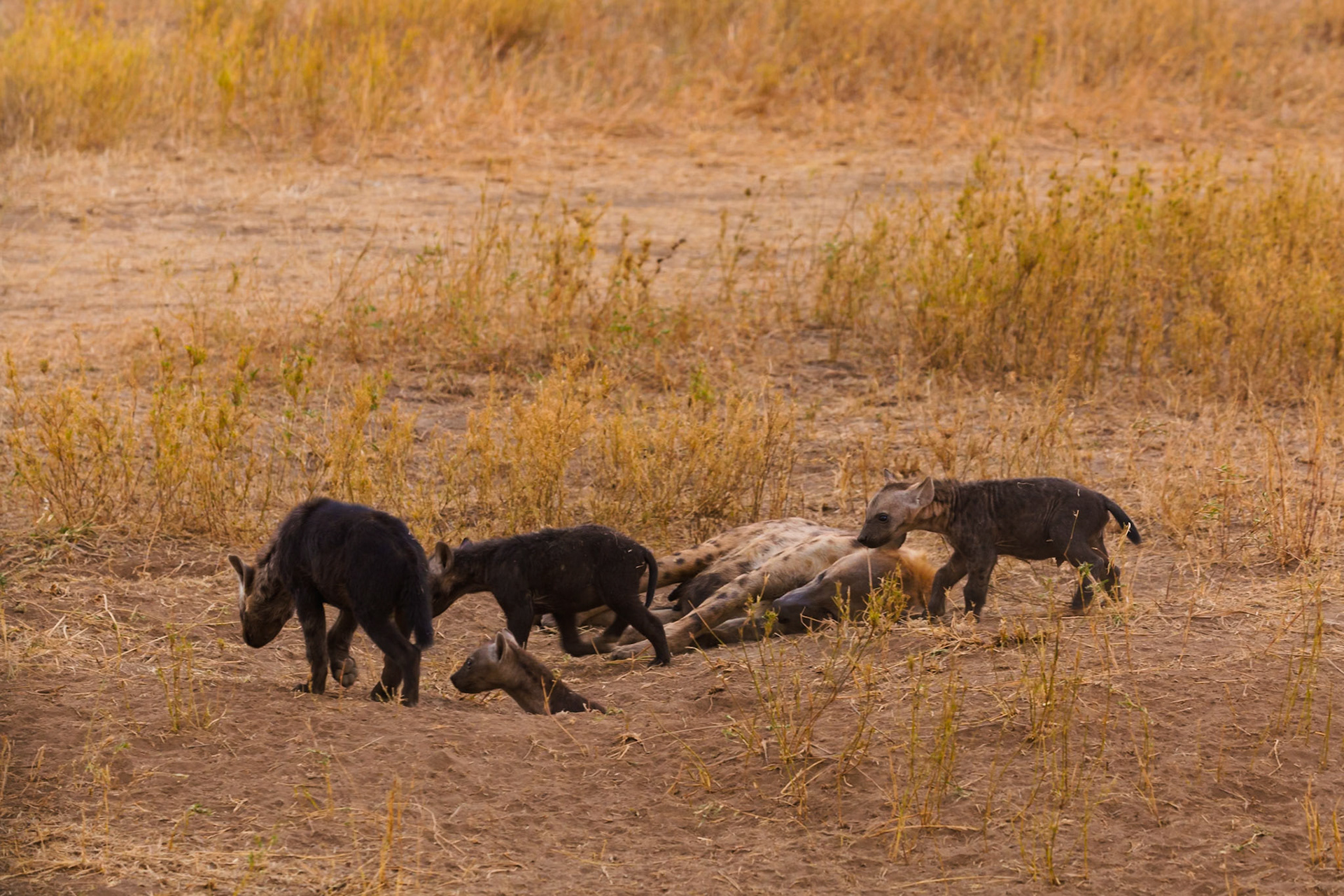 Hyena pups investigate a deceased hyena in Serengeti National Park, Tanzania. The pups are curious and cautious around the adult.
