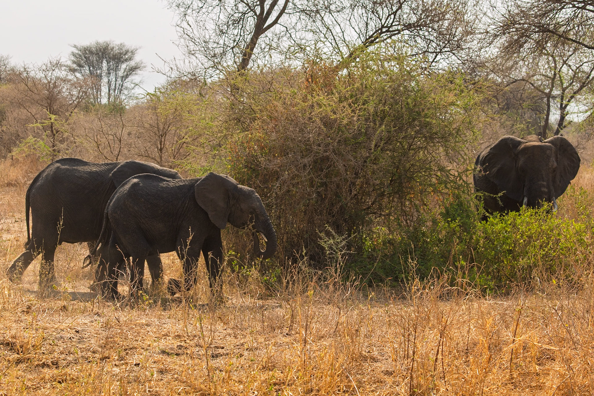 Elephants graze in Tarangire National Park, Tanzania. They are eating to sustain themselves in the dry African landscape.