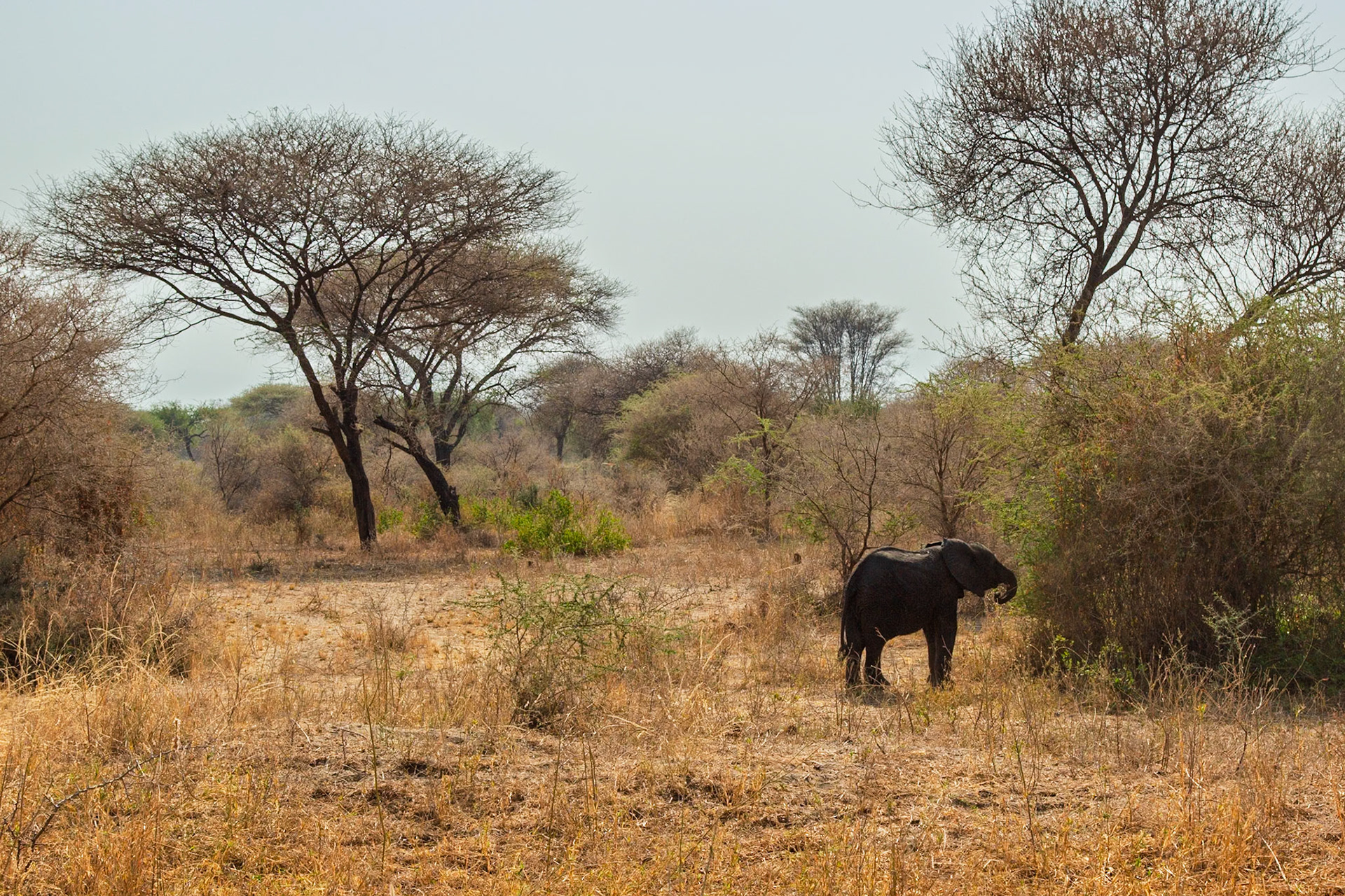 A young elephant grazes in Tarangire National Park, Tanzania, seeking sustenance amidst the dry landscape.