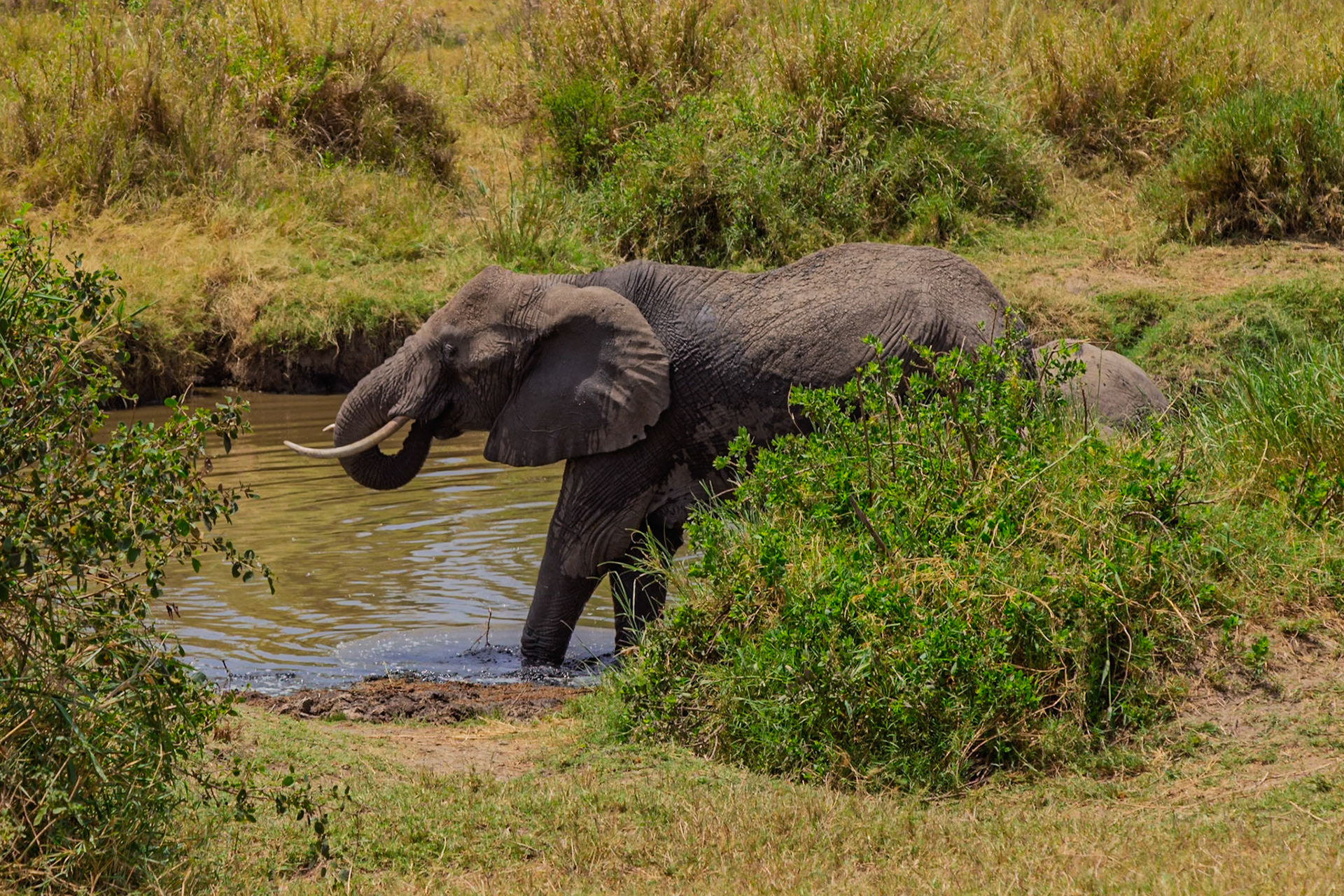 An elephant cools off in a watering hole in Tanzania's Serengeti National Park, seeking respite from the heat.