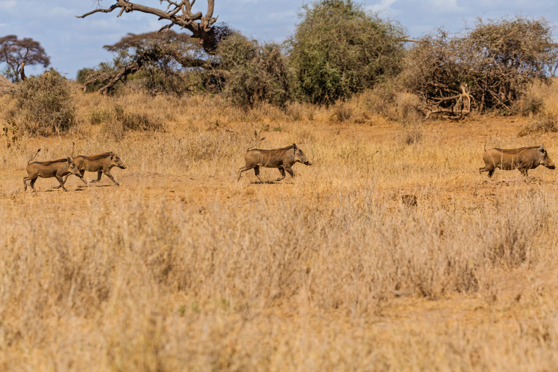 A group of warthogs are running through the tall grass in Amboseli National Park, Kenya, likely fleeing from a predator.
