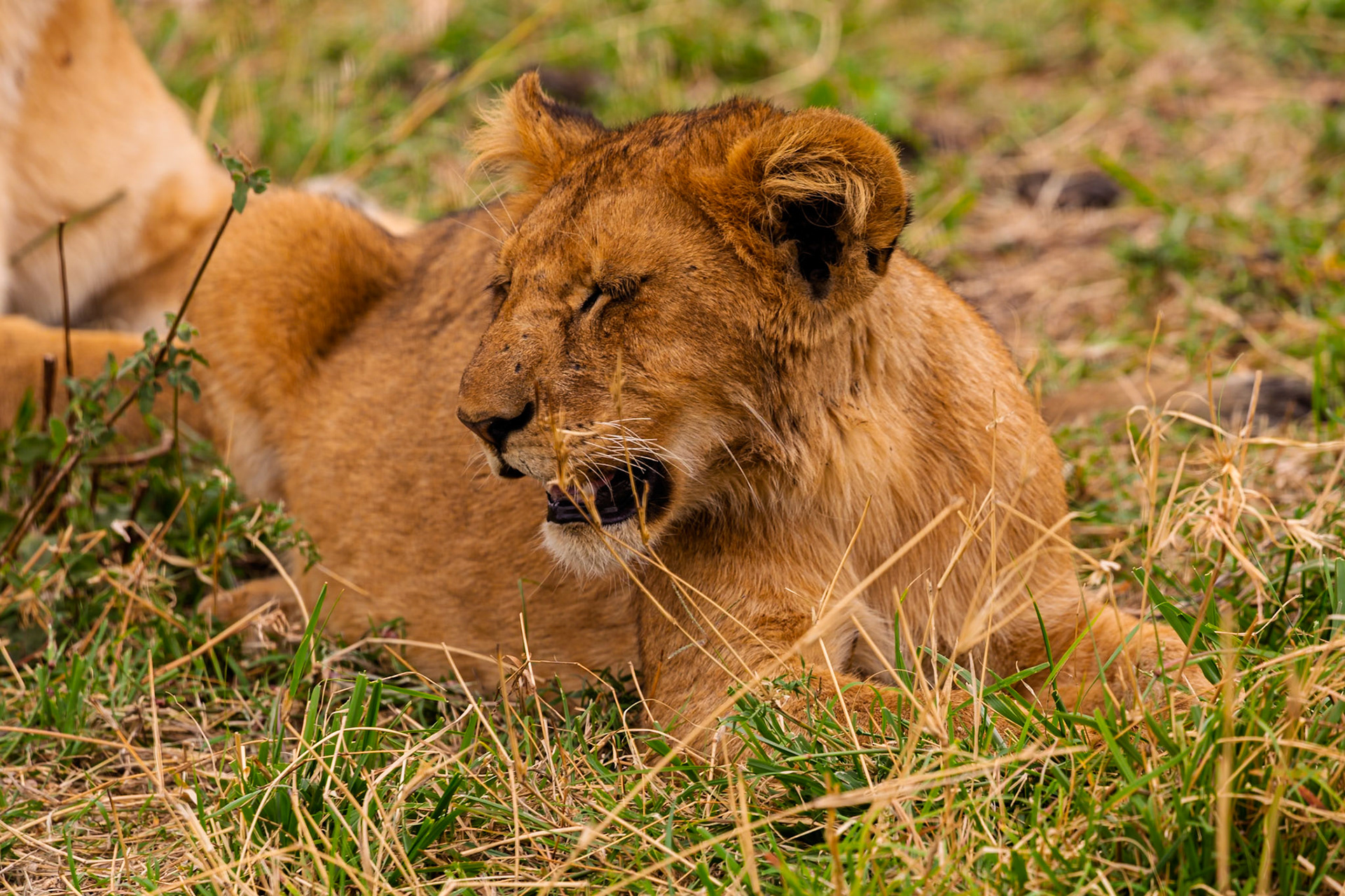 A lion cub rests in the grass in Tanzania's Serengeti National Park, likely tired from playing or hunting with its pride.