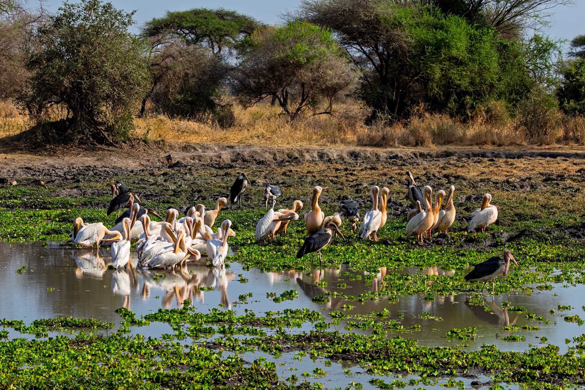 A flock of Great White Pelicans and Marabou Storks gather at a watering hole in Tarangire National Park, Tanzania.