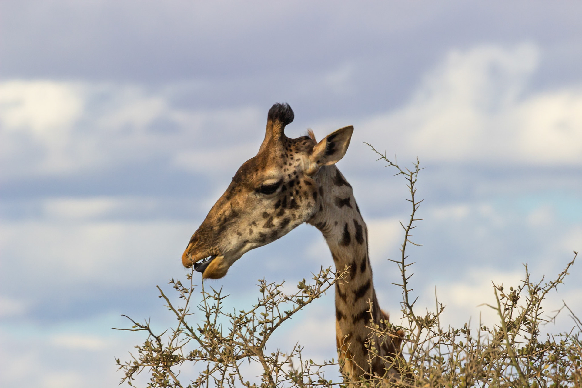 A giraffe eats from a tree in Kenya's Amboseli National Park. They eat leaves and twigs because they are herbivores.