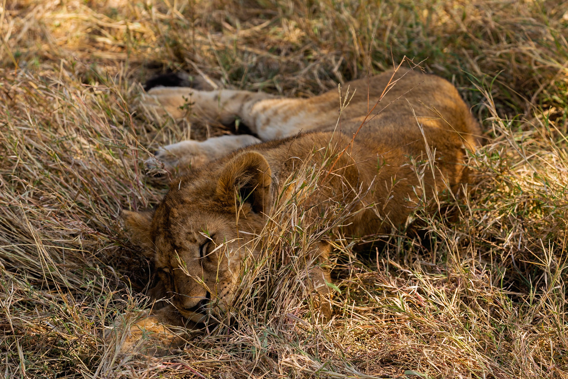 A lion cub sleeps in the grass in Serengeti National Park, Tanzania. Cubs sleep to conserve energy for growth and play.