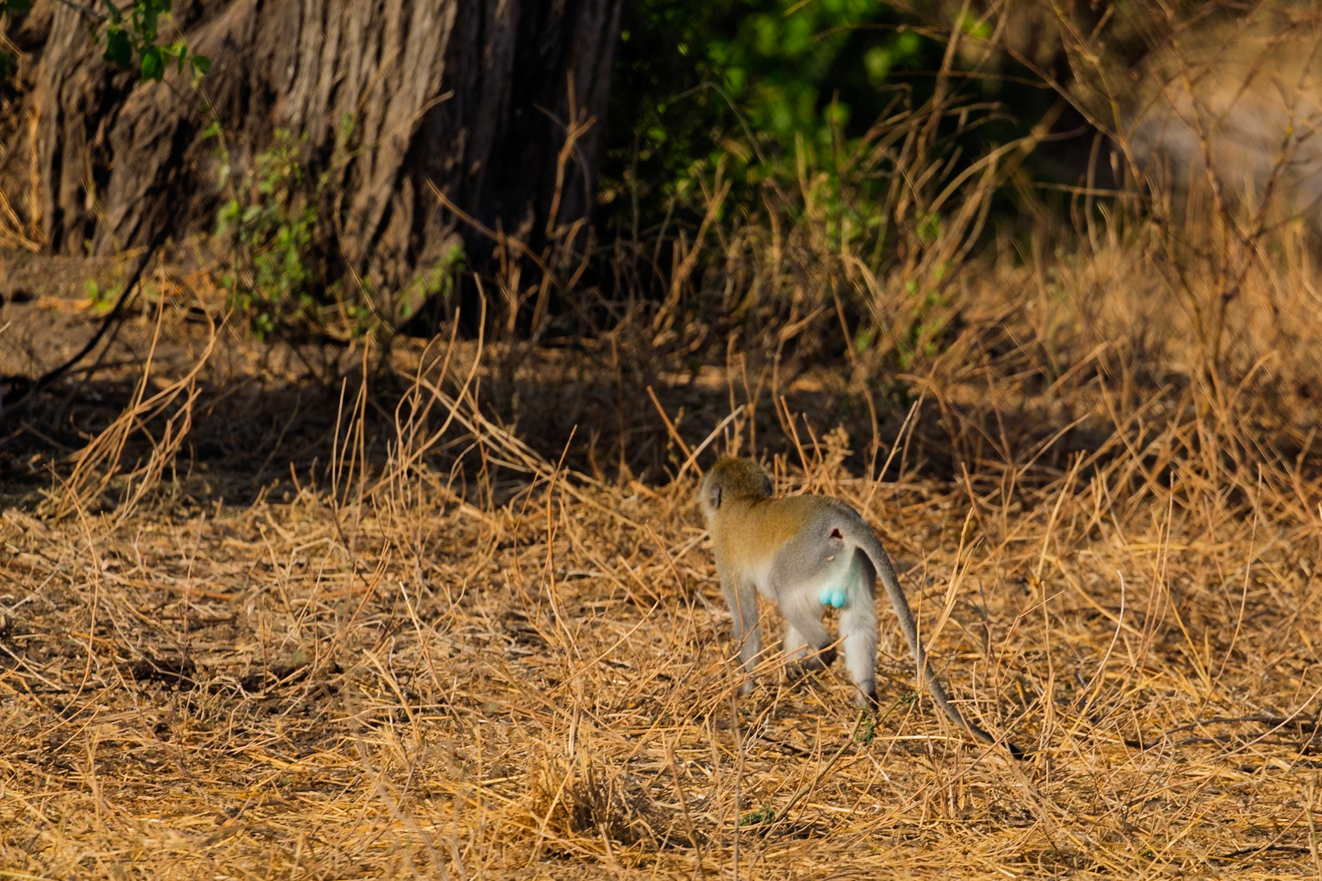 A vervet monkey forages for food in the tall grasses of Tanzania's Tarangire National Park.
