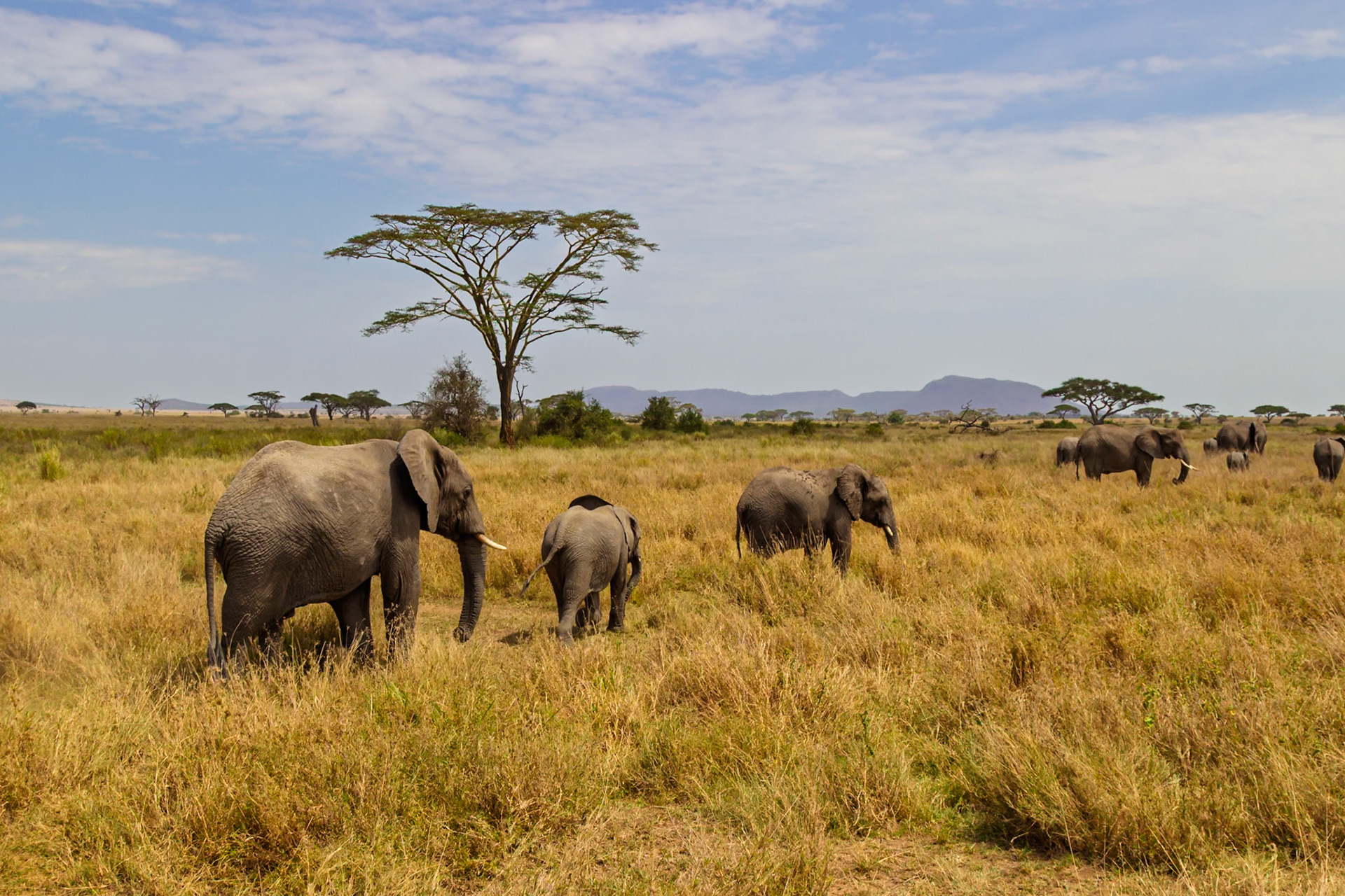 A herd of elephants graze in Serengeti National Park, Tanzania, seeking sustenance in the golden grasslands.