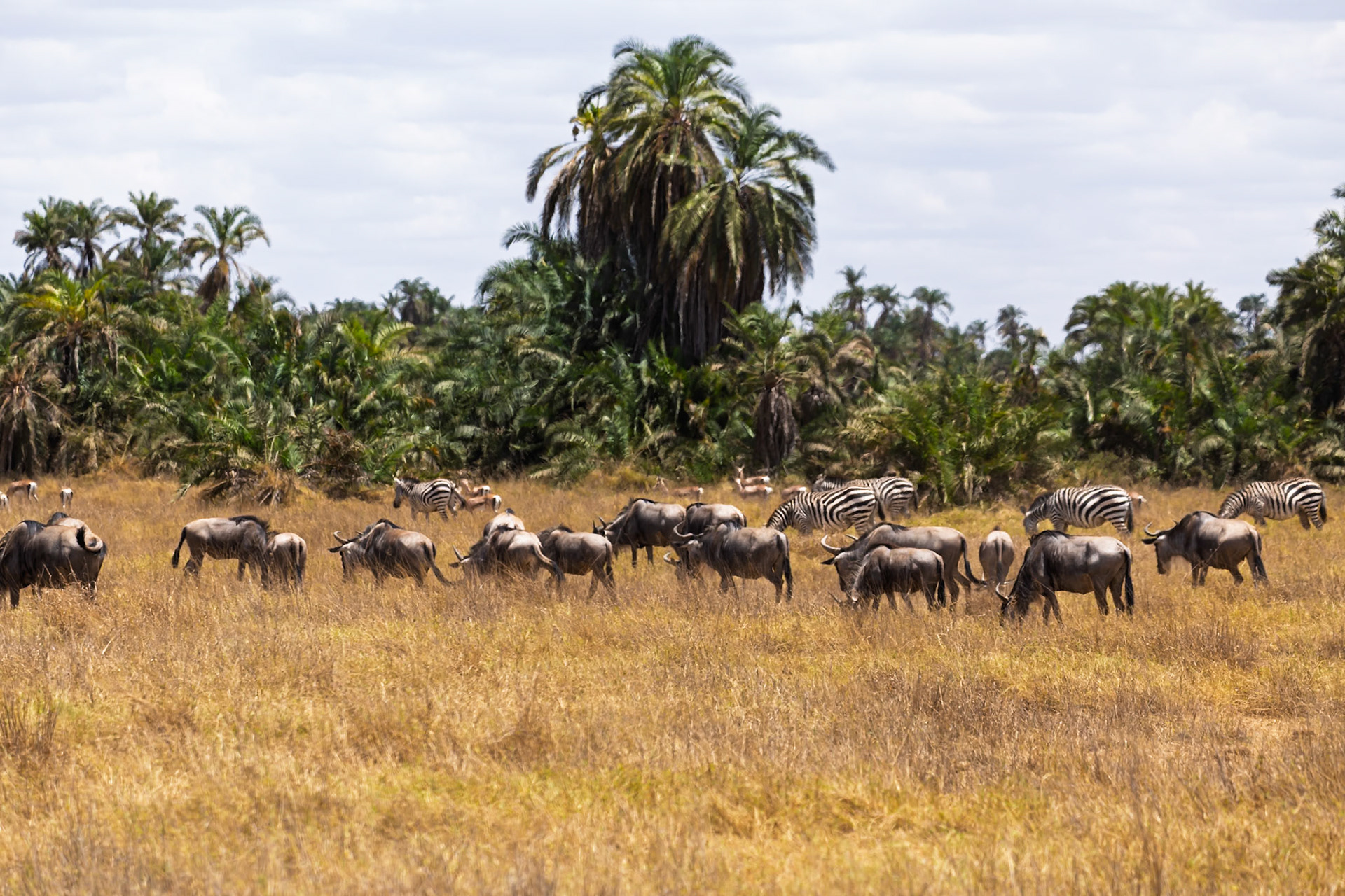 Wildebeest and zebras graze together in Amboseli National Park, Kenya, coexisting in their natural habitat.