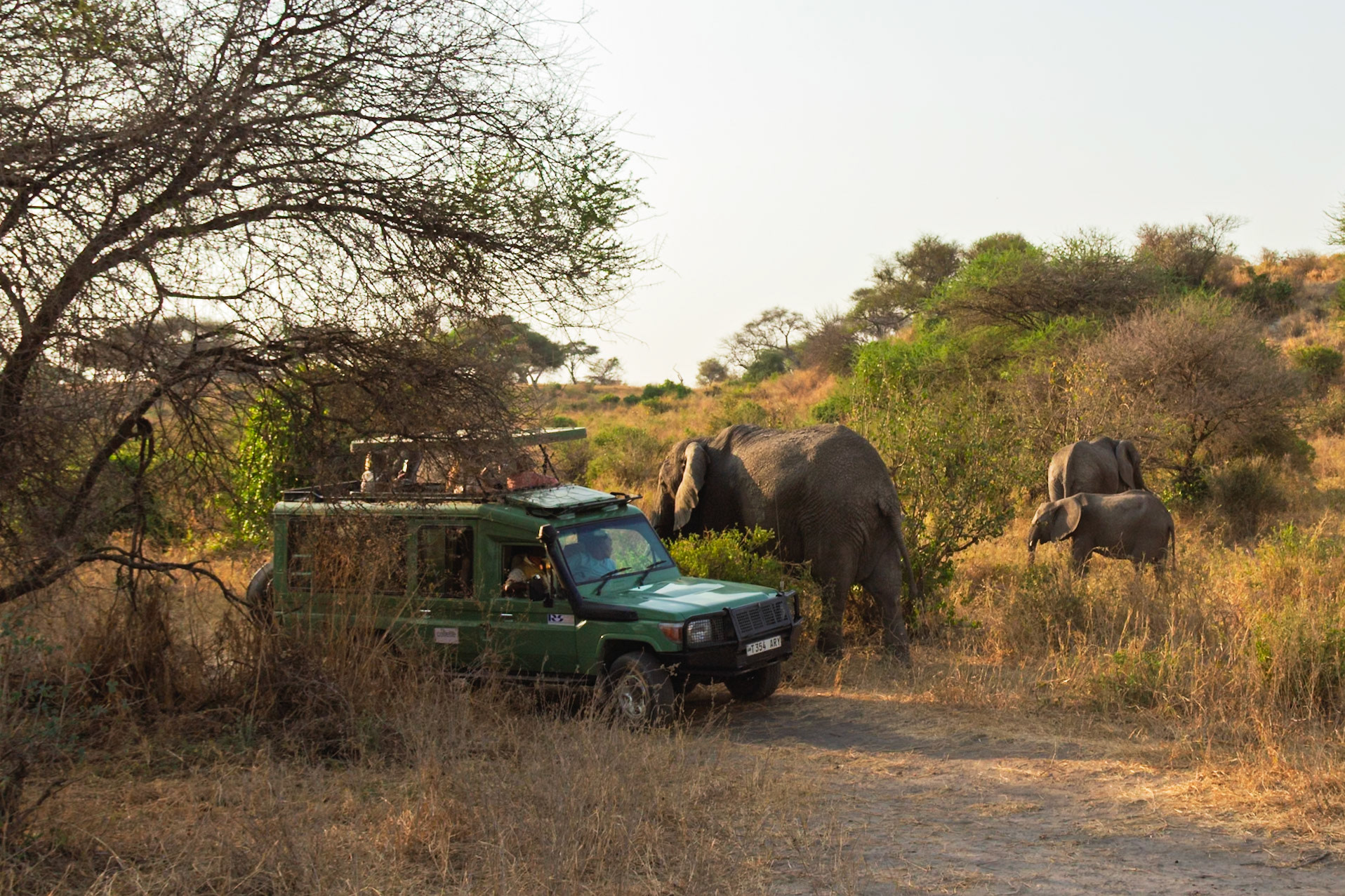Tourists on a safari in Tarangire National Park, Tanzania, observe a family of elephants from their vehicle, enjoying the wildlife.