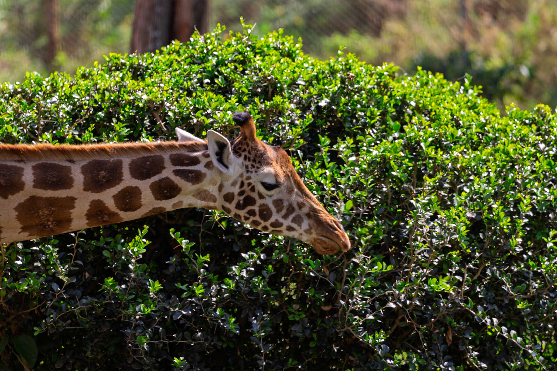 A giraffe is eating leaves from a bush at the Giraffe Center in Kenya. It is eating to survive.