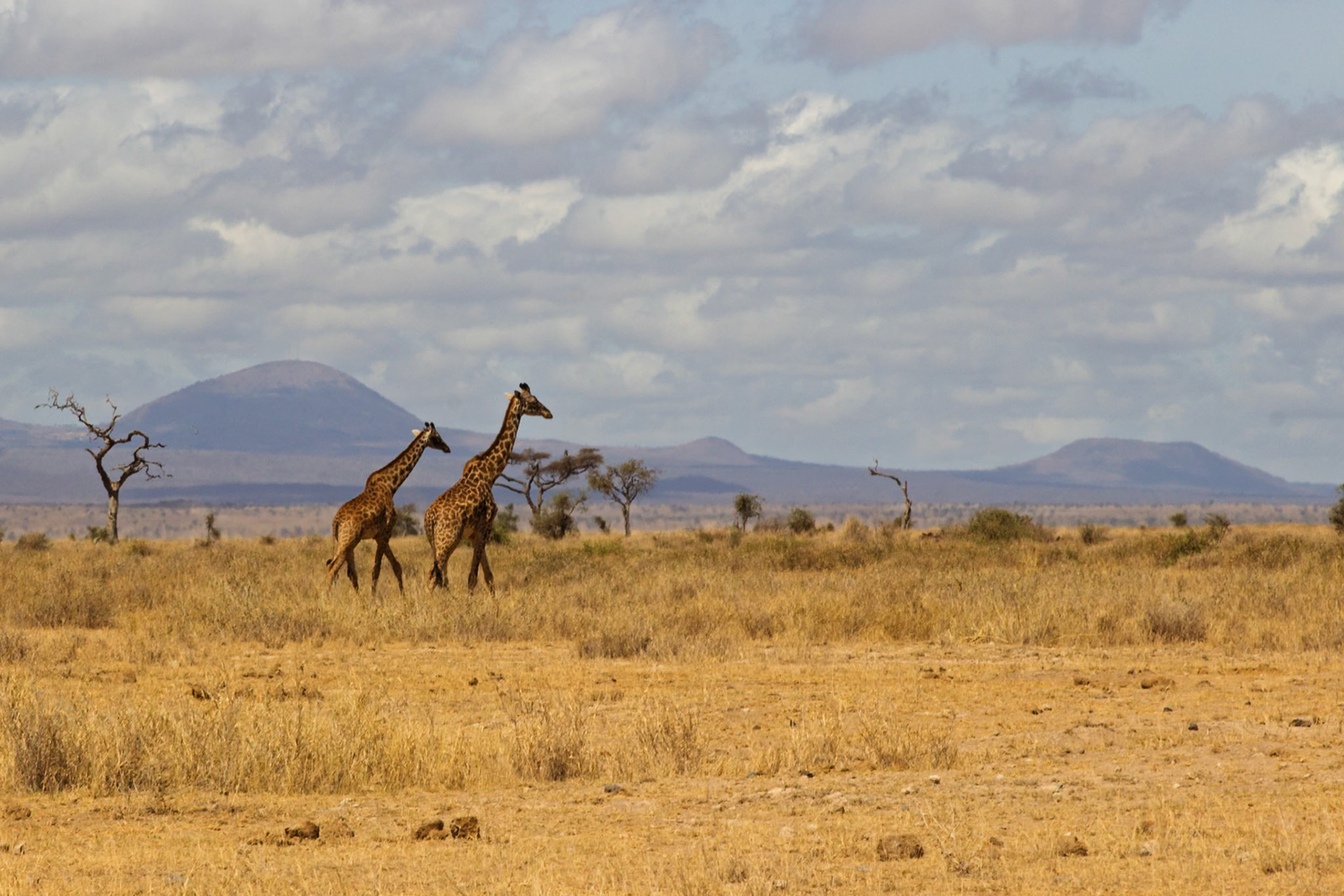 Two giraffes traverse the golden savanna of Kenya's Amboseli National Park, seeking sustenance under a vast, cloudy sky.