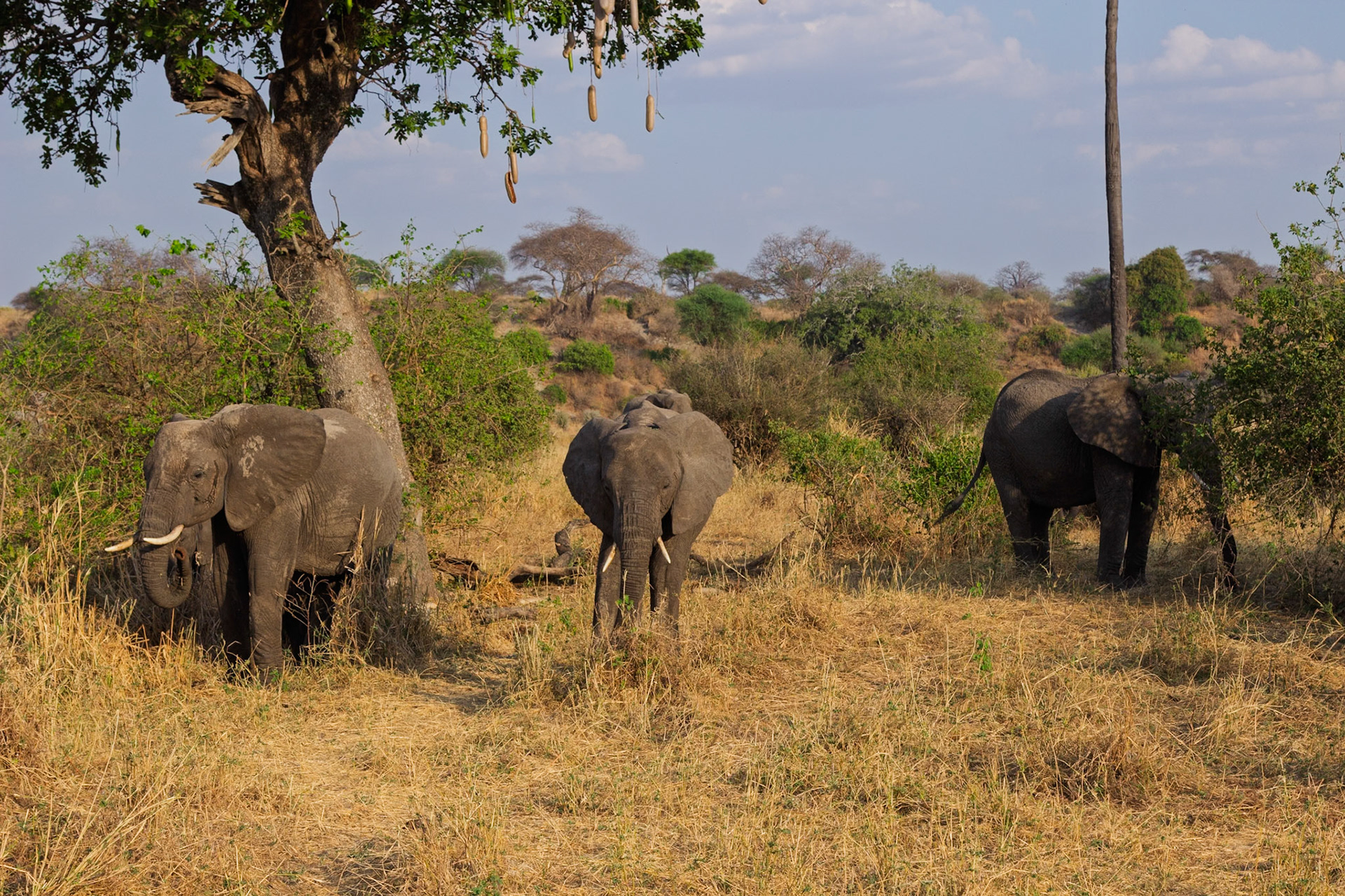 Three elephants forage in the dry savanna of Tarangire National Park, Tanzania, seeking food and shade under a sausage tree.