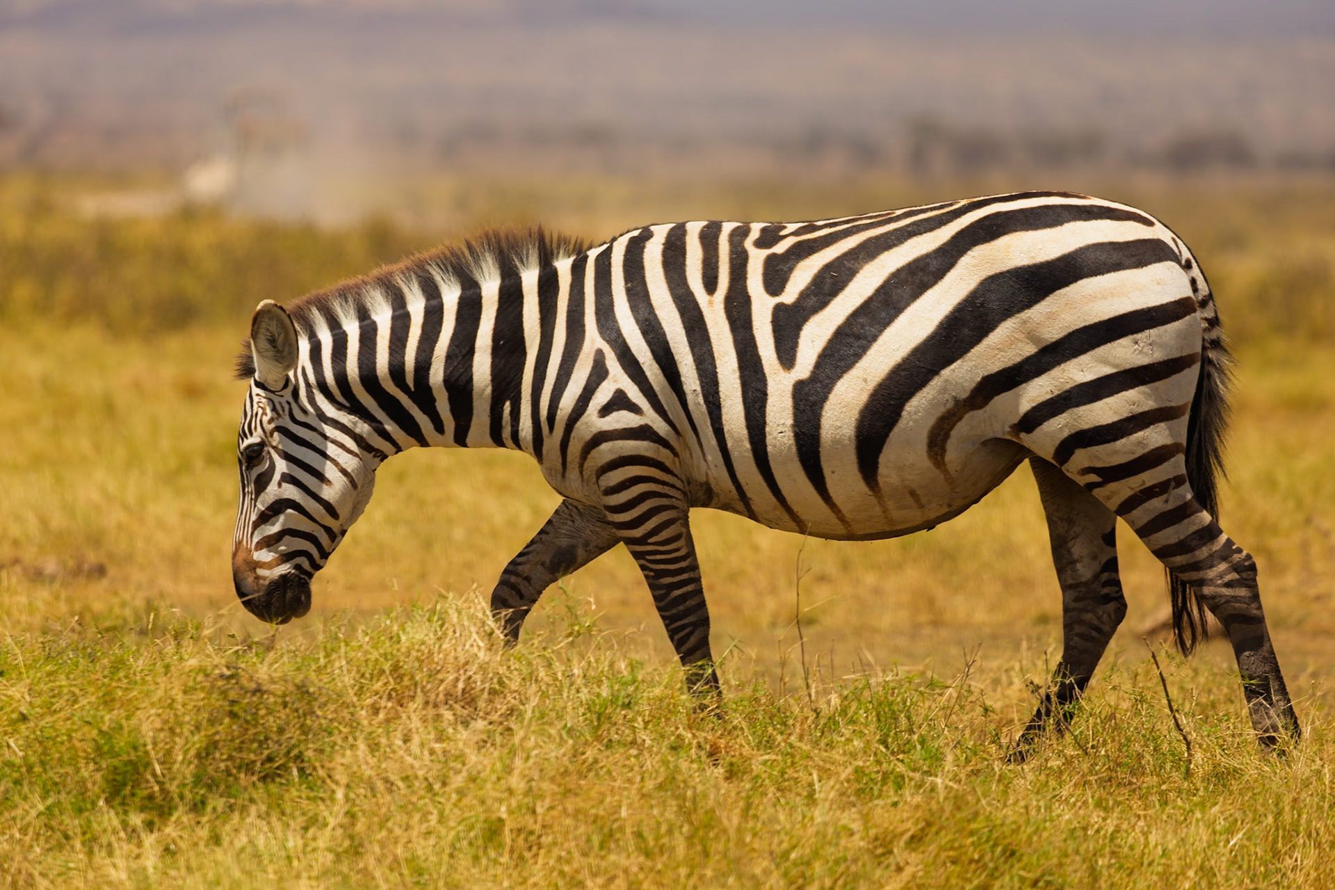 A zebra grazes in Amboseli National Park, Kenya. It's eating grass to survive in its natural habitat.