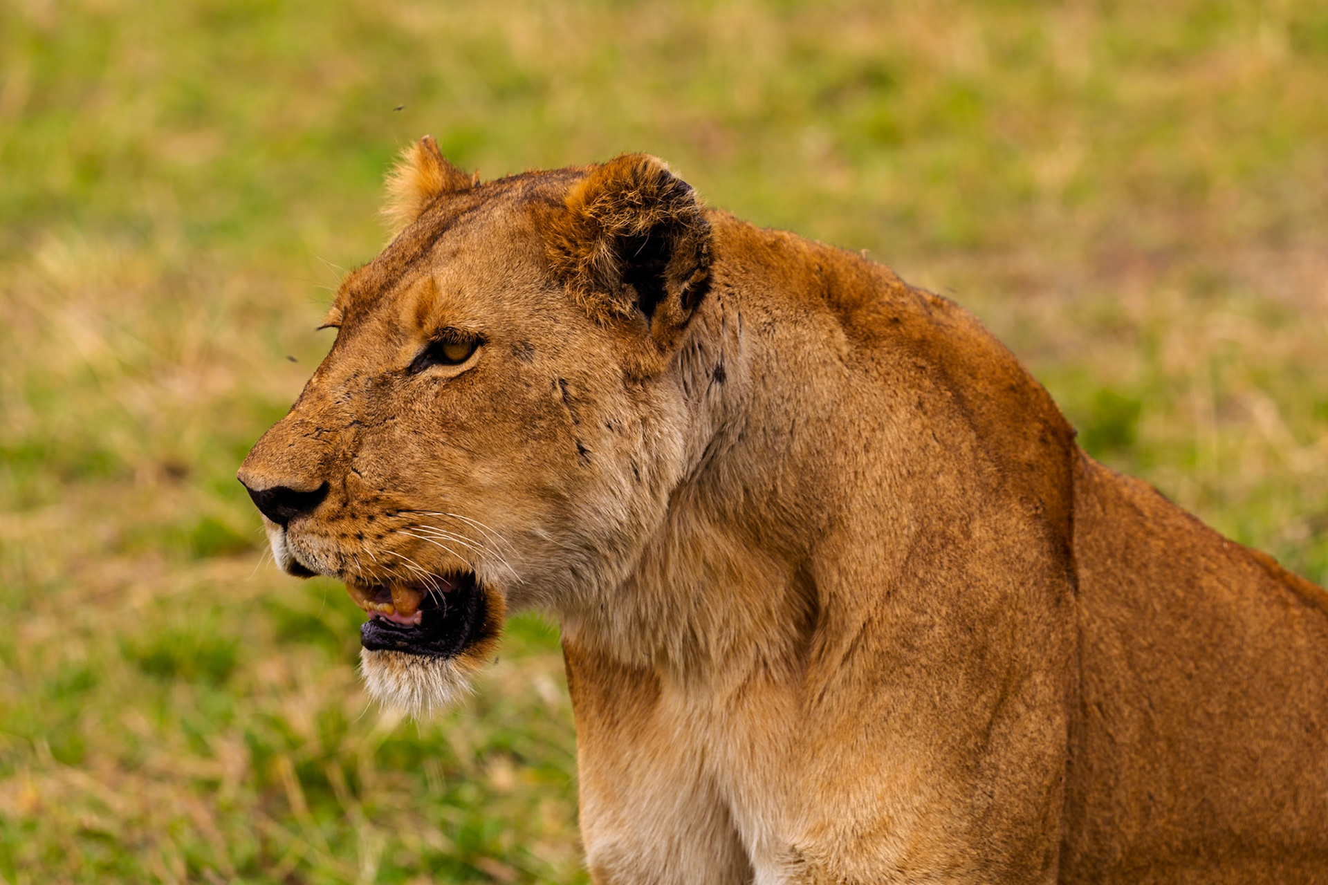 A lioness rests in Serengeti National Park, Tanzania. She is panting, likely after a hunt or patrol.