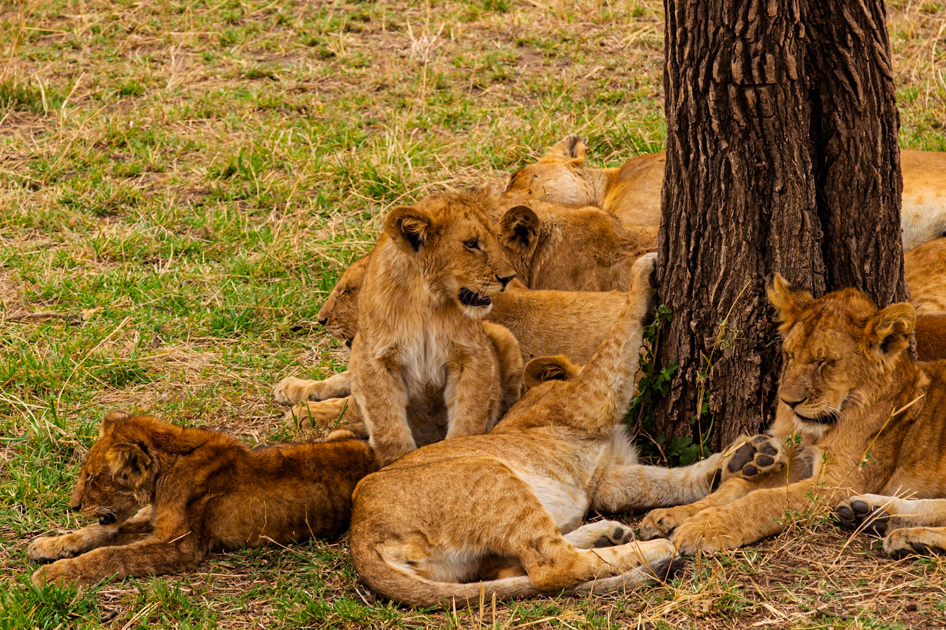 A pride of lion cubs rests by a tree in Serengeti National Park, Tanzania, seeking shade and safety in their group.