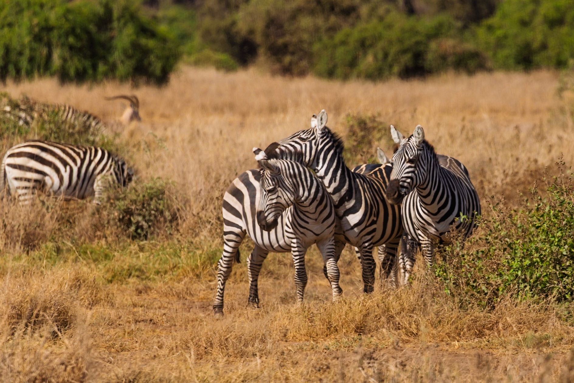 A dazzle of zebras huddle together in Amboseli National Park, Kenya, for protection from predators.