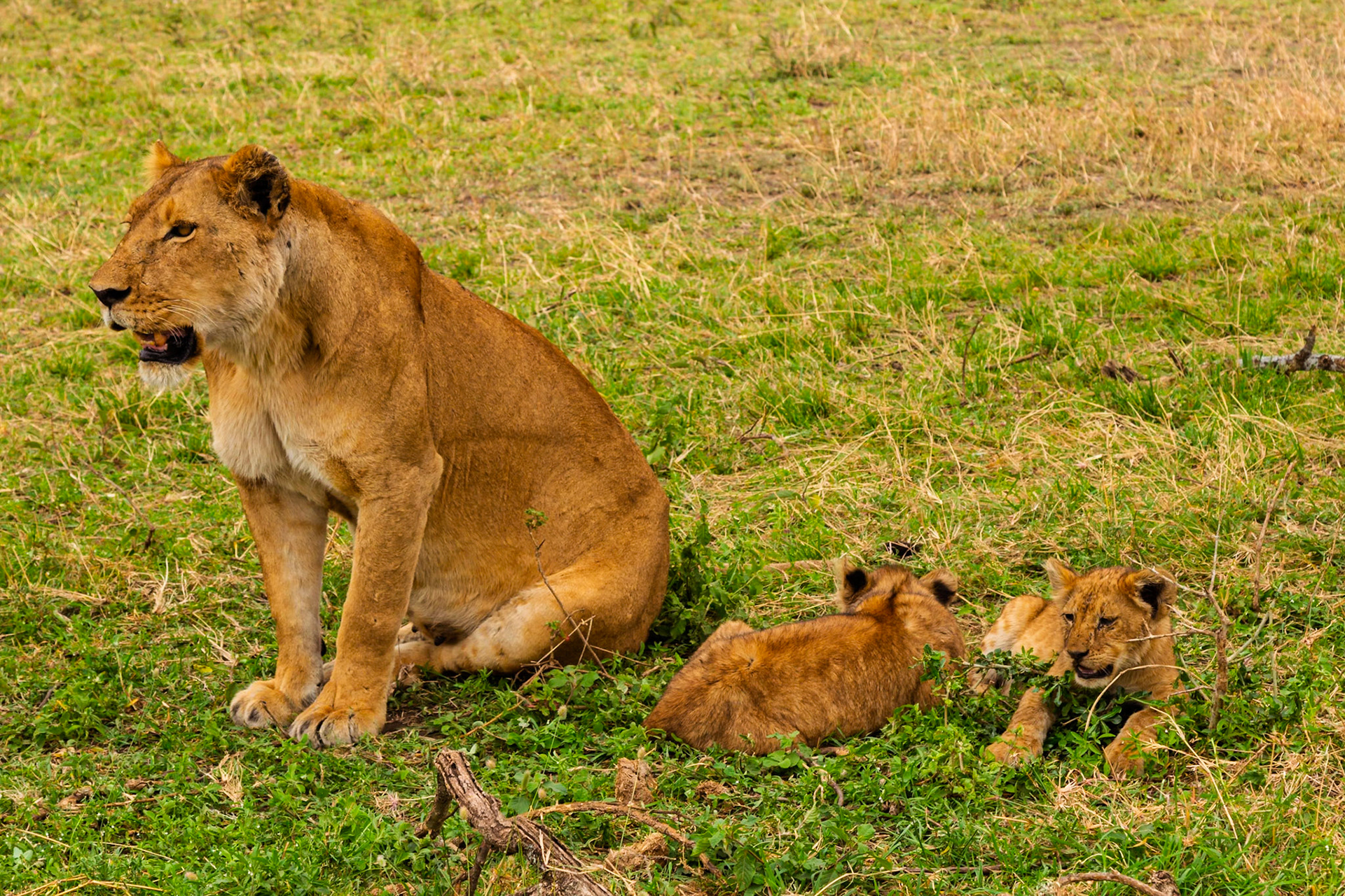 A lioness sits in Serengeti National Park, Tanzania, watching over her cubs as they rest in the grass.