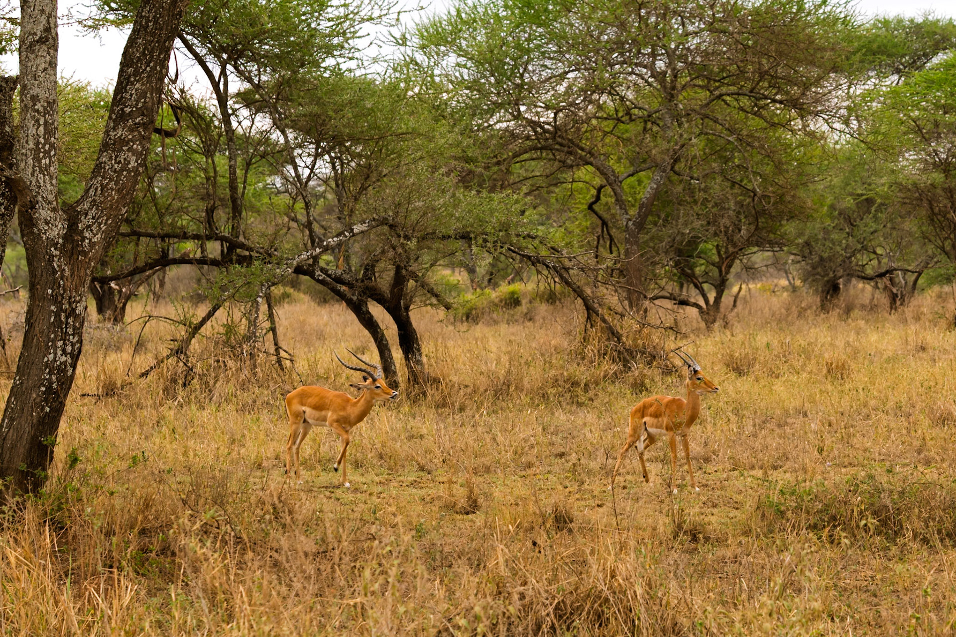 Two Impala graze in the Serengeti National Park, Tanzania. They are eating the dry grass in the shade of the trees.