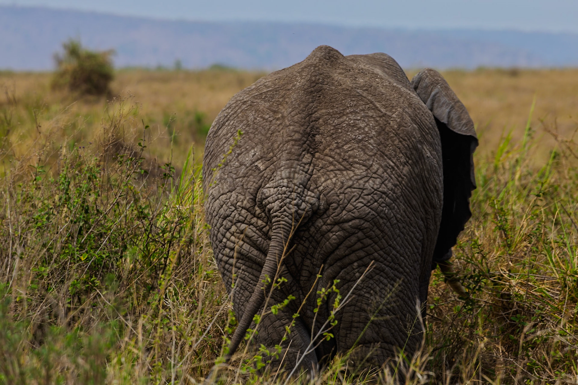 An elephant grazes in Serengeti National Park, Tanzania. The elephant is eating grass.