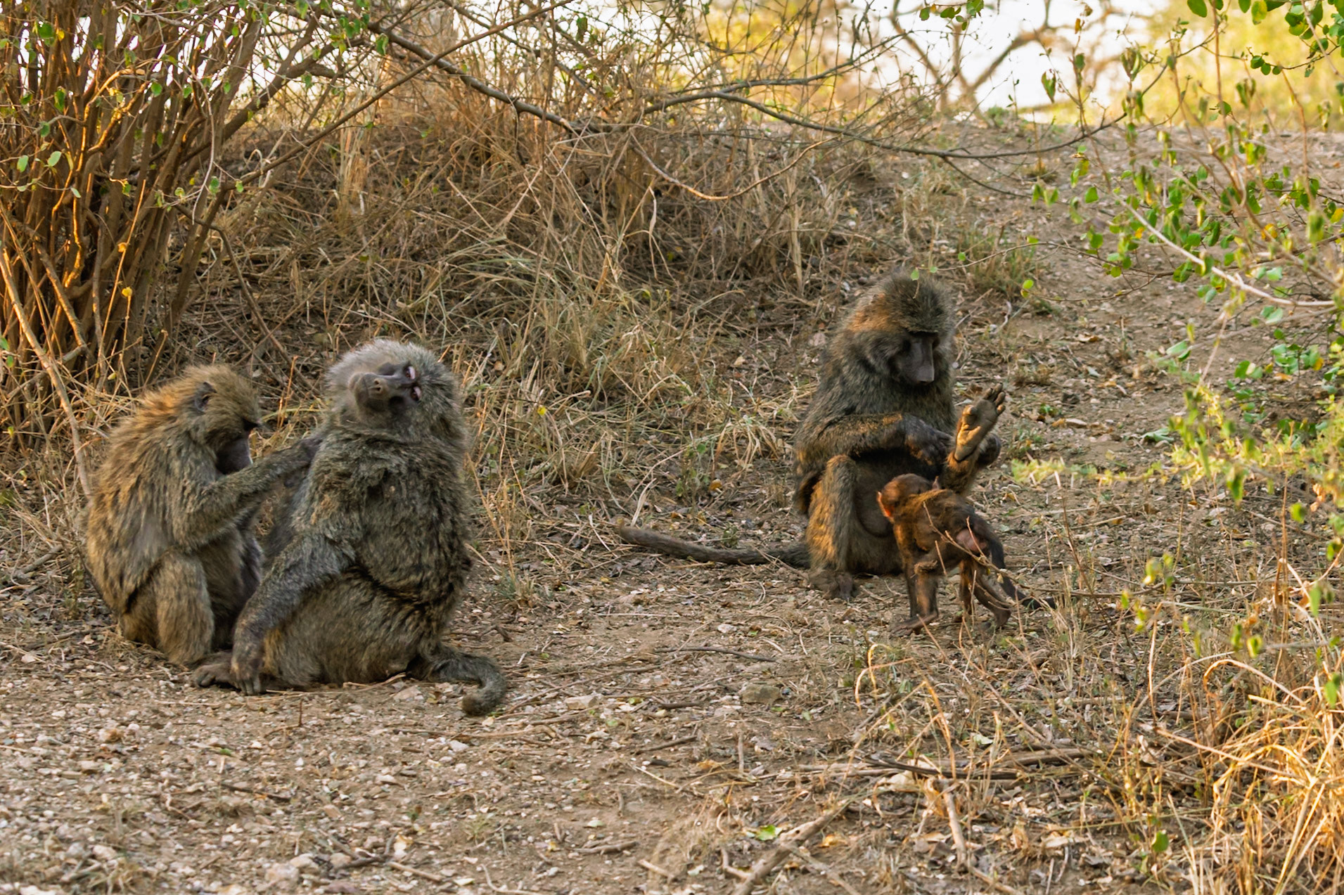 Baboons groom in Serengeti National Park, Tanzania. Grooming removes parasites and strengthens social bonds.