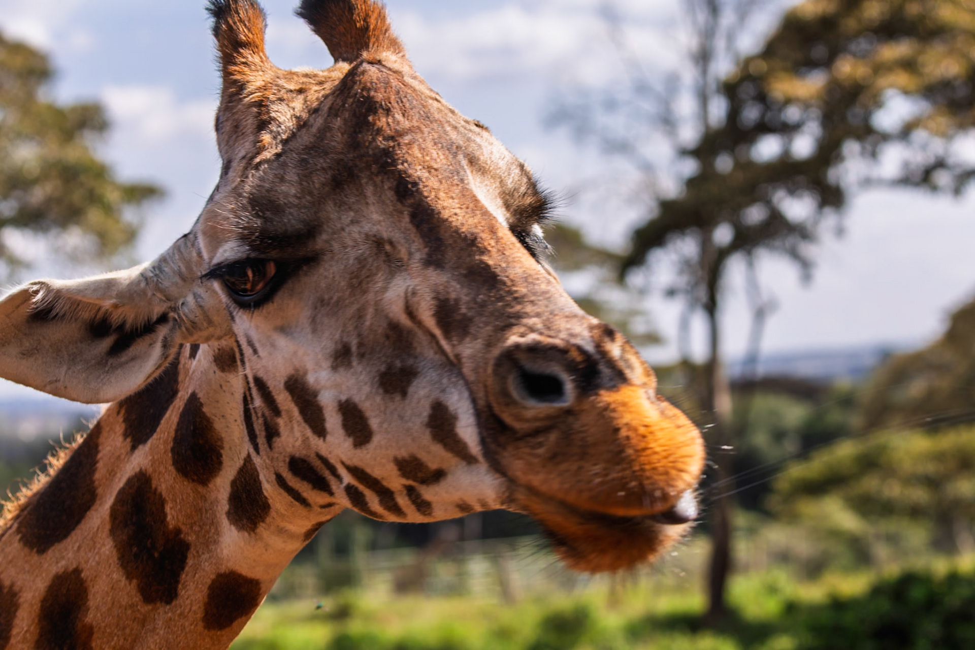 A close-up of a giraffe's head at Giraffe Center, Kenya. The giraffe is looking to the side, showcasing its unique markings.