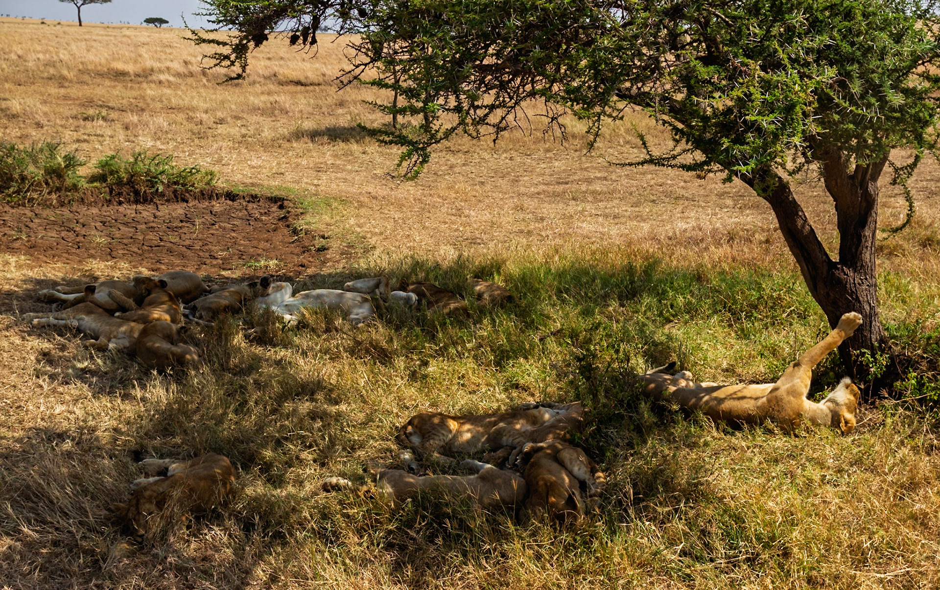 A pride of lions rests in the shade of a tree in Tanzania's Serengeti National Park, seeking respite from the African sun.