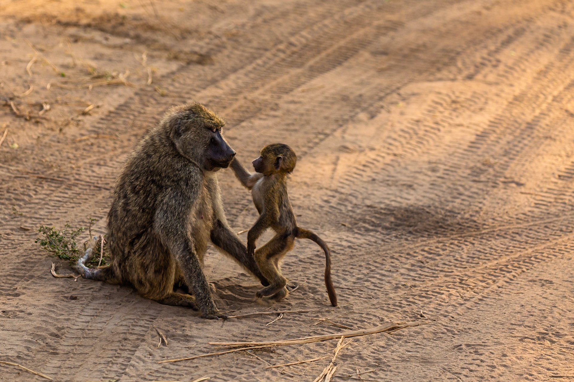 A baby baboon reaches out to touch its mother's face in Tarangire National Park, Tanzania. The baby is curious and exploring its world.