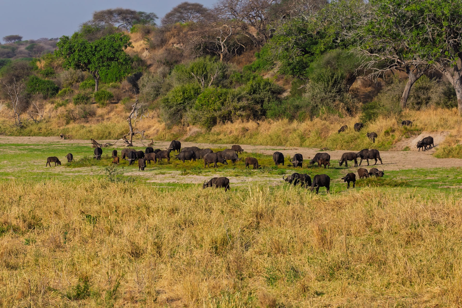 A herd of Cape Buffalo graze in Tarangire National Park, Tanzania. They are eating to sustain themselves.