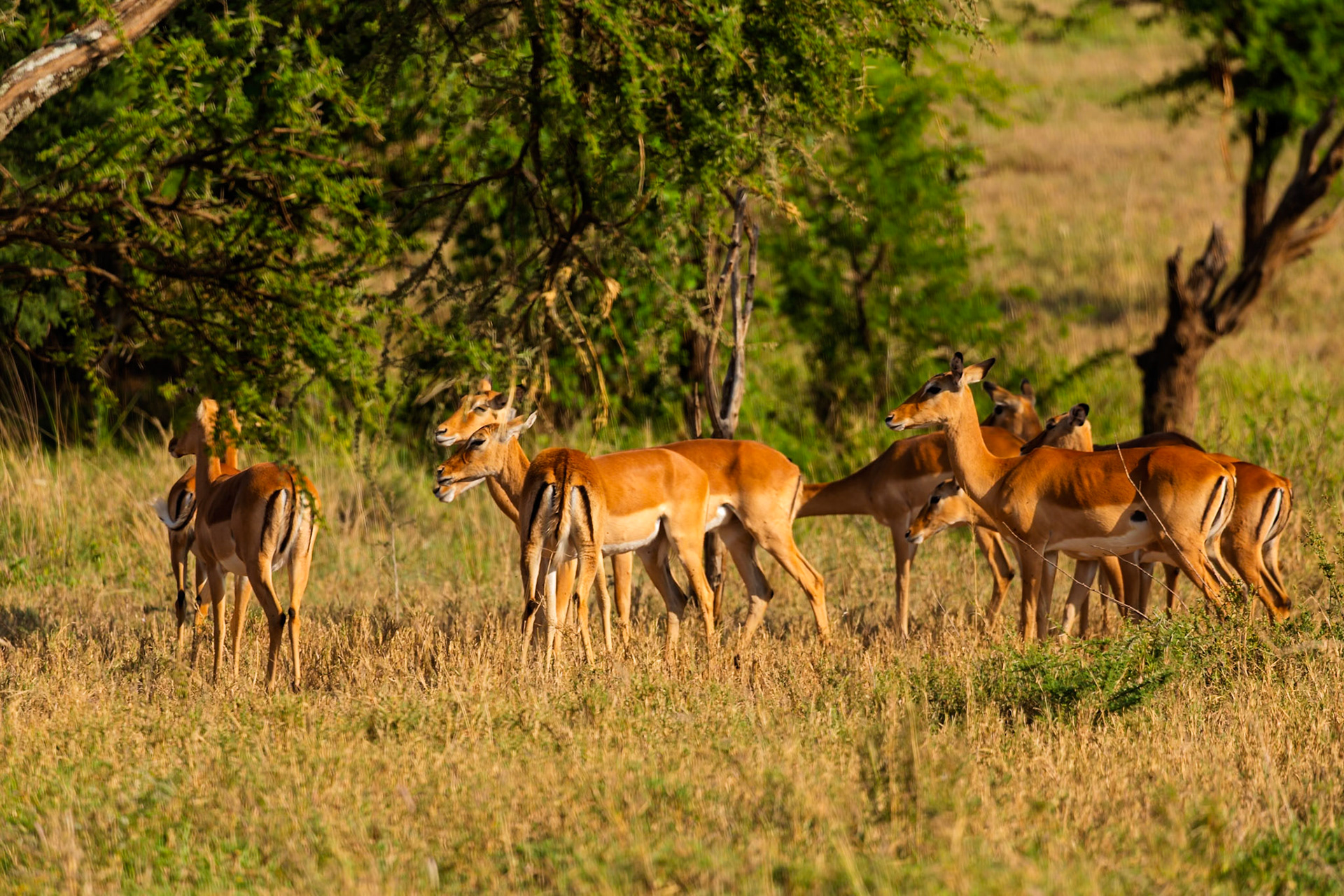 A group of Impala are grazing in the Serengeti National Park, Tanzania. They are eating grass and staying close together for safety.